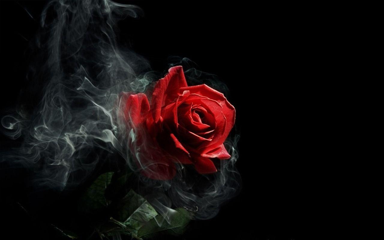 Smoke Rose Wallpapers Top Free Smoke Rose Backgrounds WallpaperAccess
