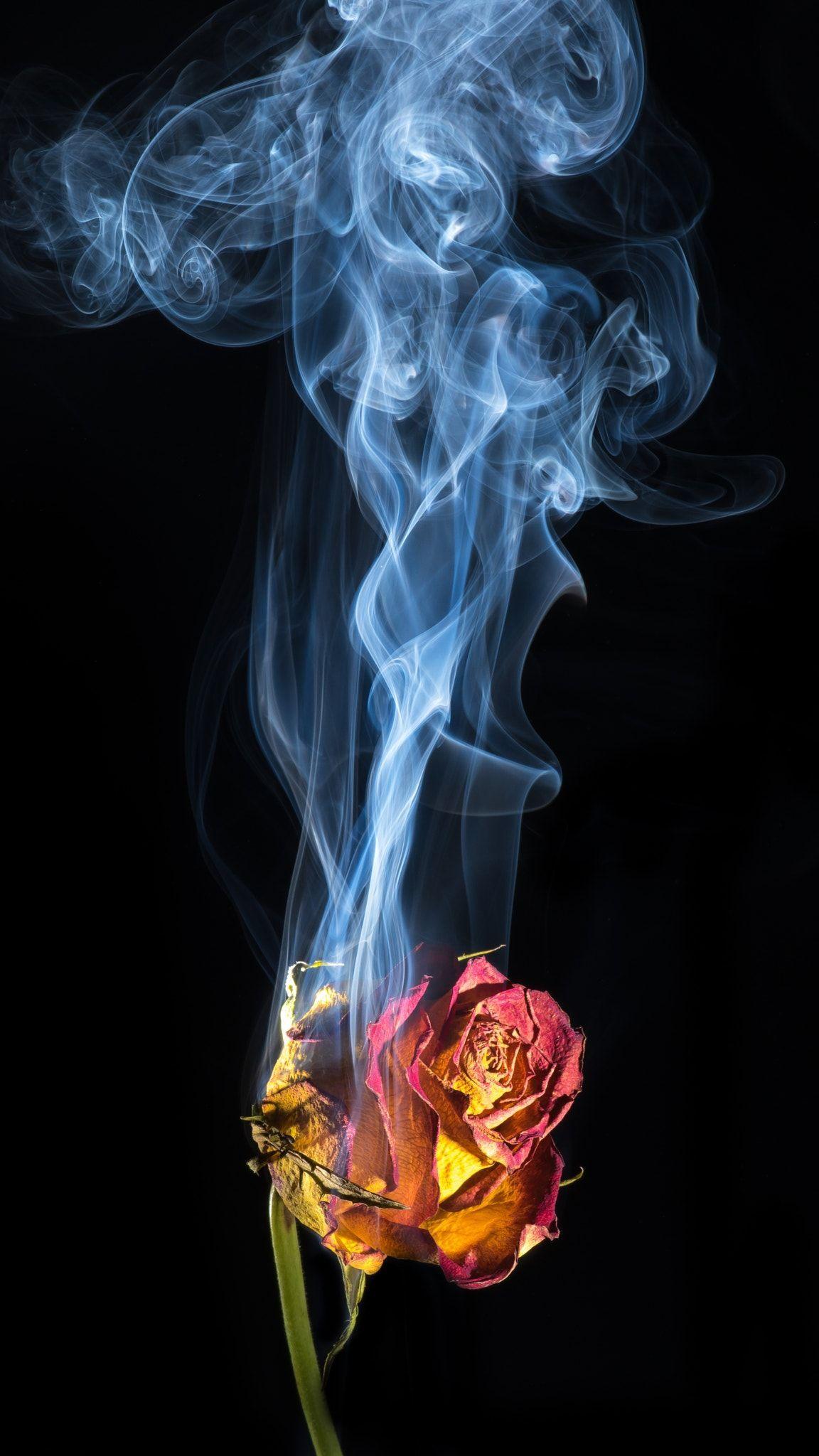 Smoke Rose Wallpapers Top Free Smoke Rose Backgrounds WallpaperAccess