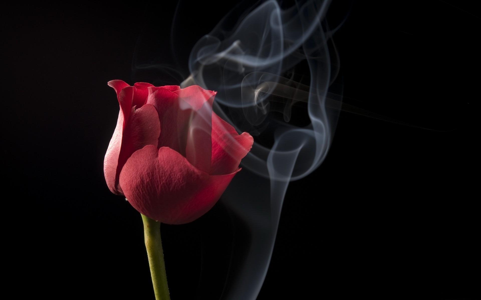 Smoke Rose Wallpapers Top Free Smoke Rose Backgrounds WallpaperAccess