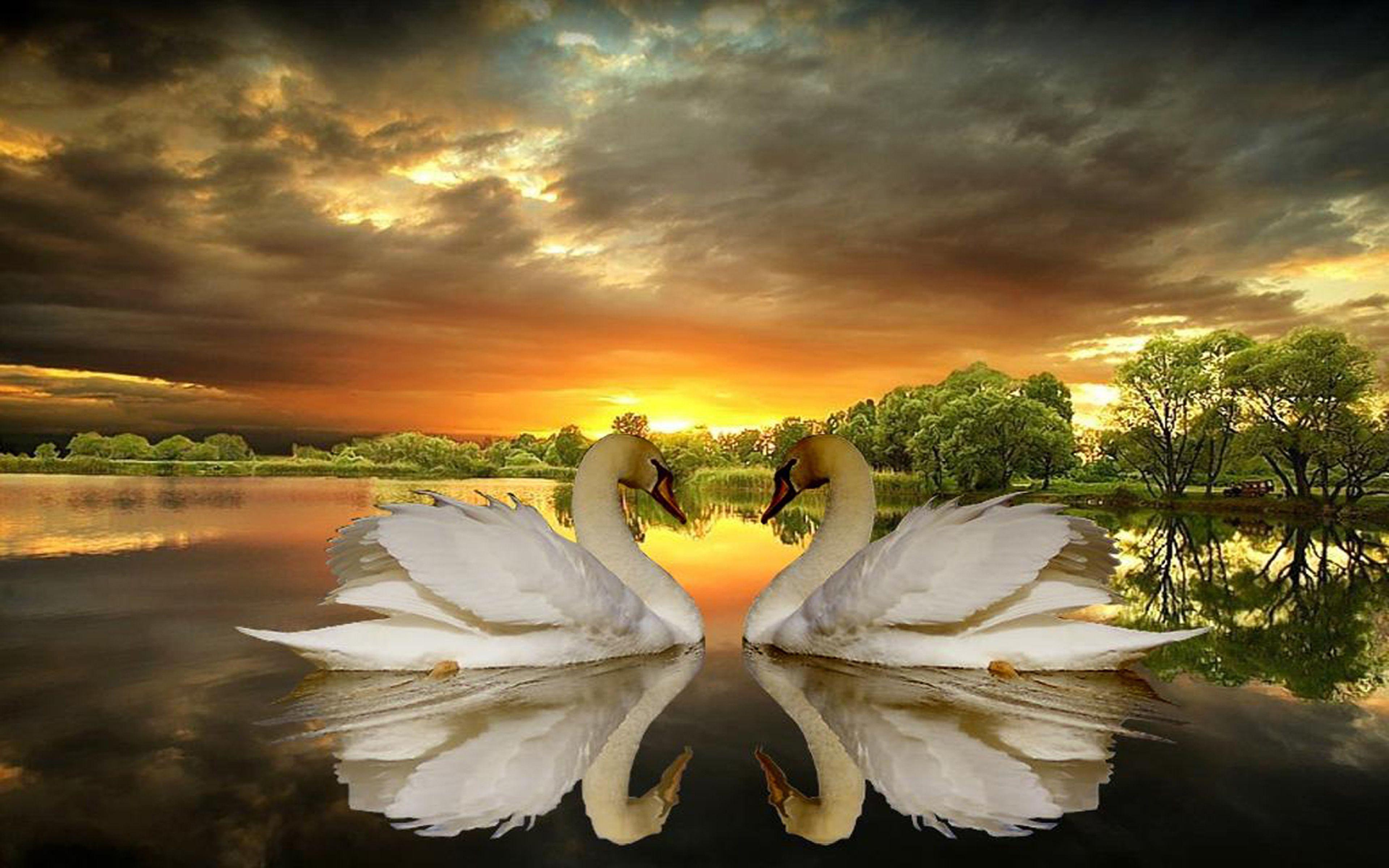Beautiful Swan Wallpapers Beautiful Swan Wallpaper Be vrogue.co