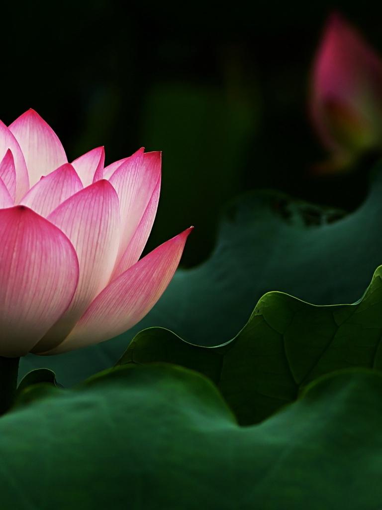 Lotus iPad Wallpapers Top Free Lotus iPad Backgrounds WallpaperAccess