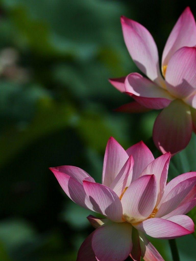 Lotus iPad Wallpapers Top Free Lotus iPad Backgrounds WallpaperAccess