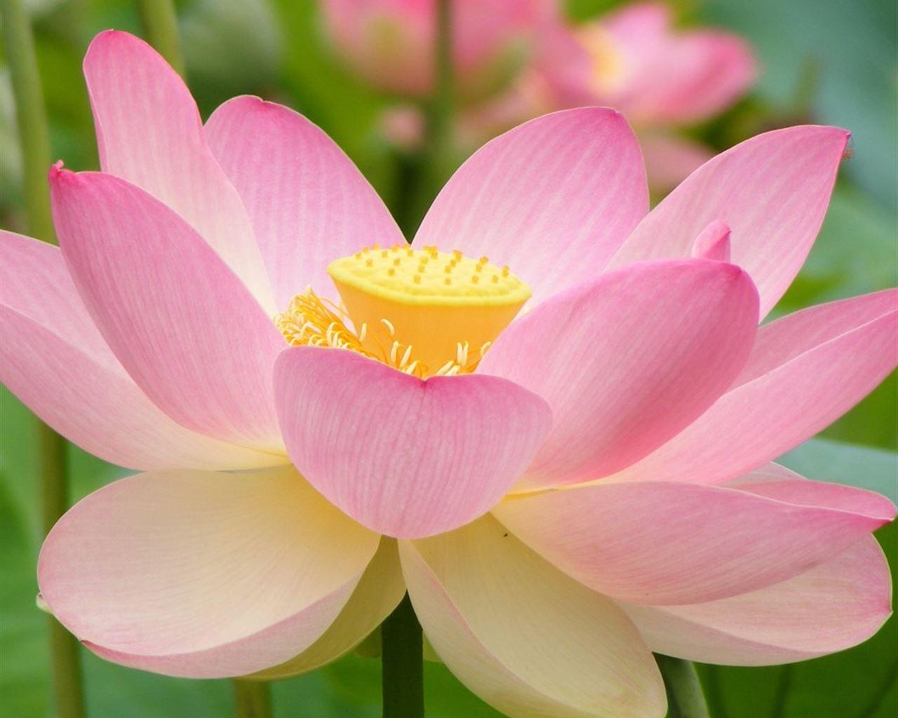 Lotus iPad Wallpapers Top Free Lotus iPad Backgrounds WallpaperAccess