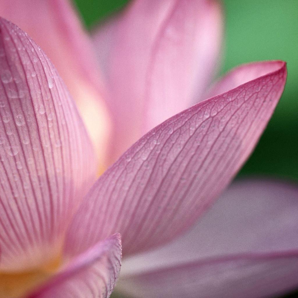 Lotus iPad Wallpapers Top Free Lotus iPad Backgrounds WallpaperAccess