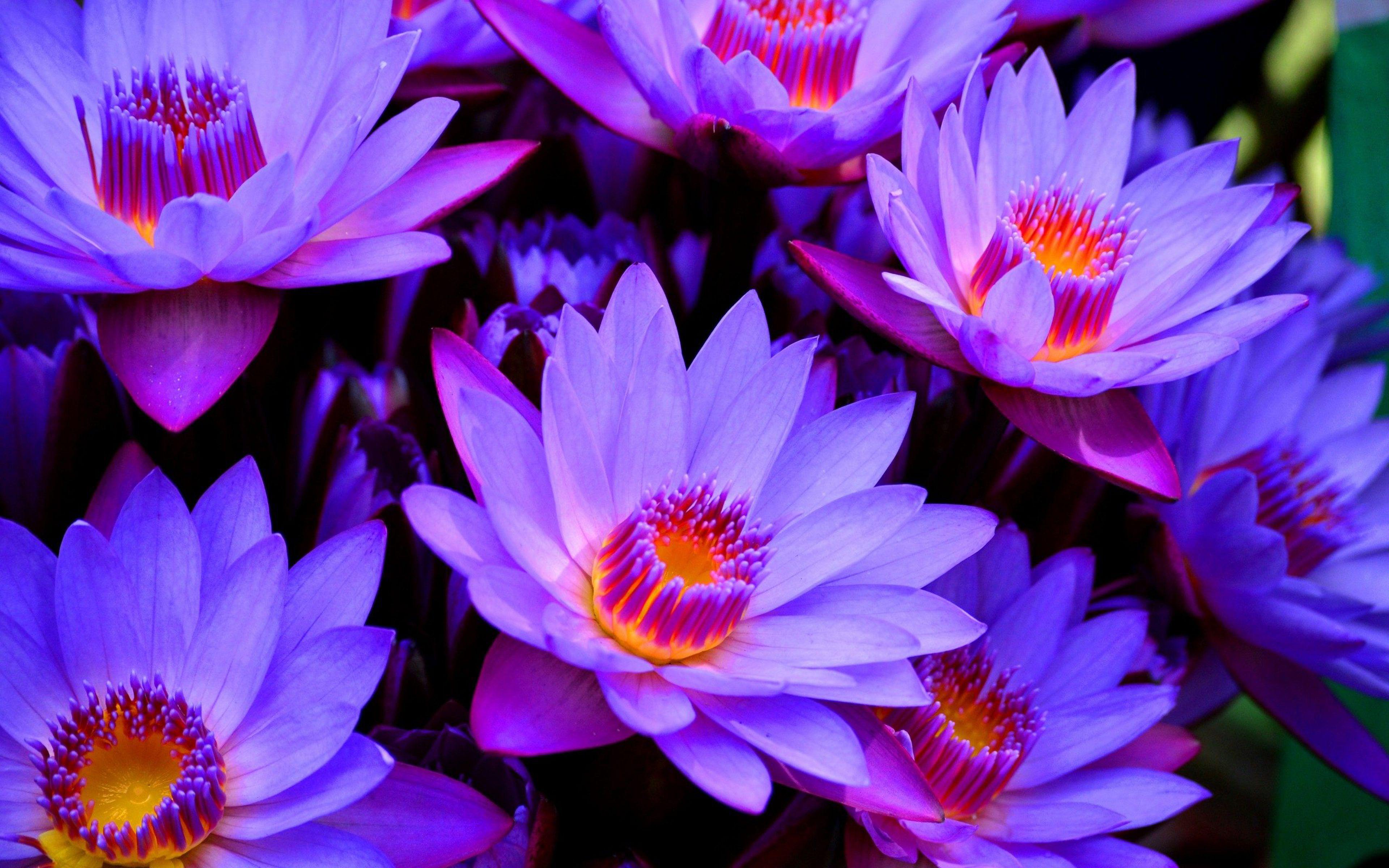 Blue Lotus Flower Wallpapers Top Free Blue Lotus Flower Backgrounds