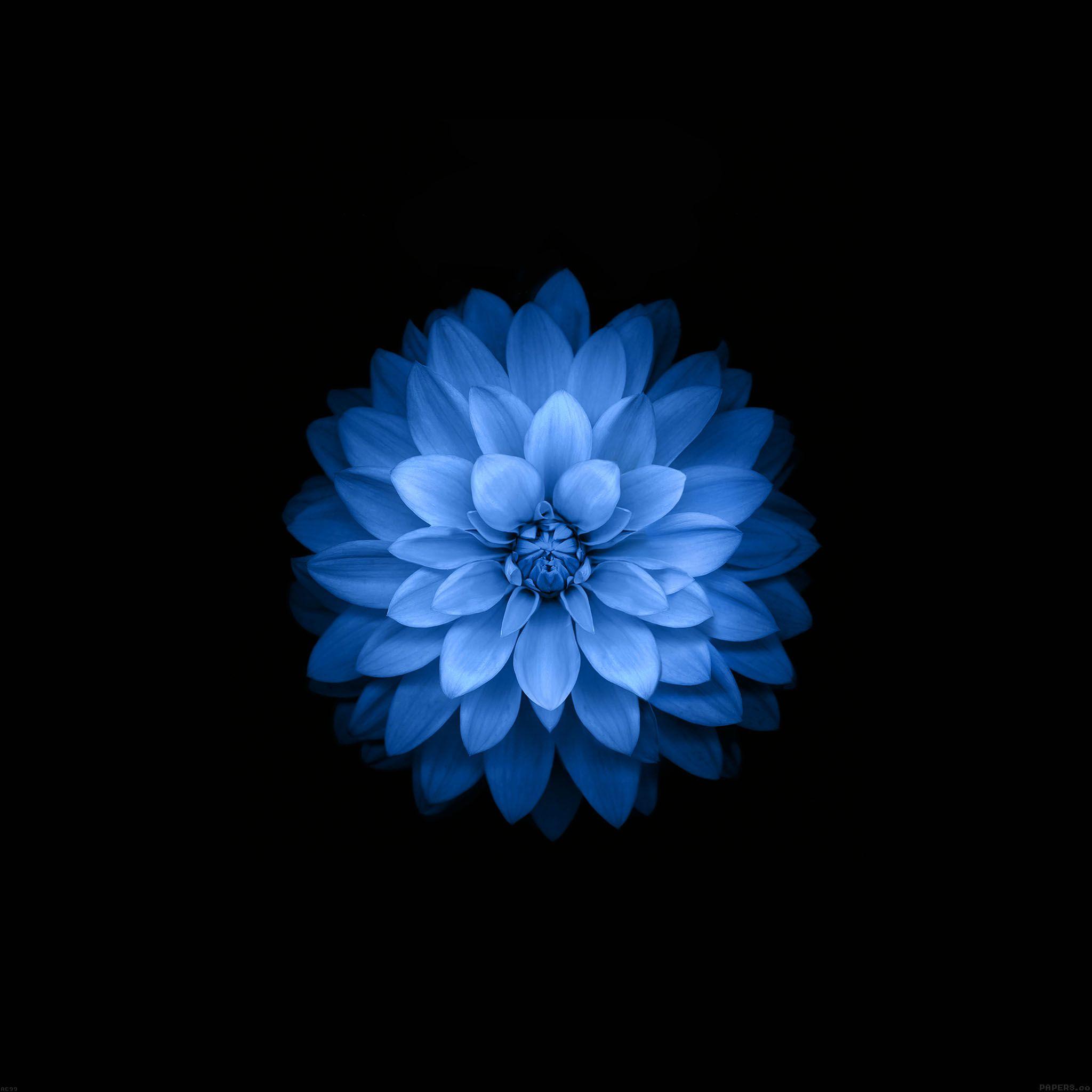 Flower Art iPhone Wallpapers Top Free Flower Art iPhone Backgrounds