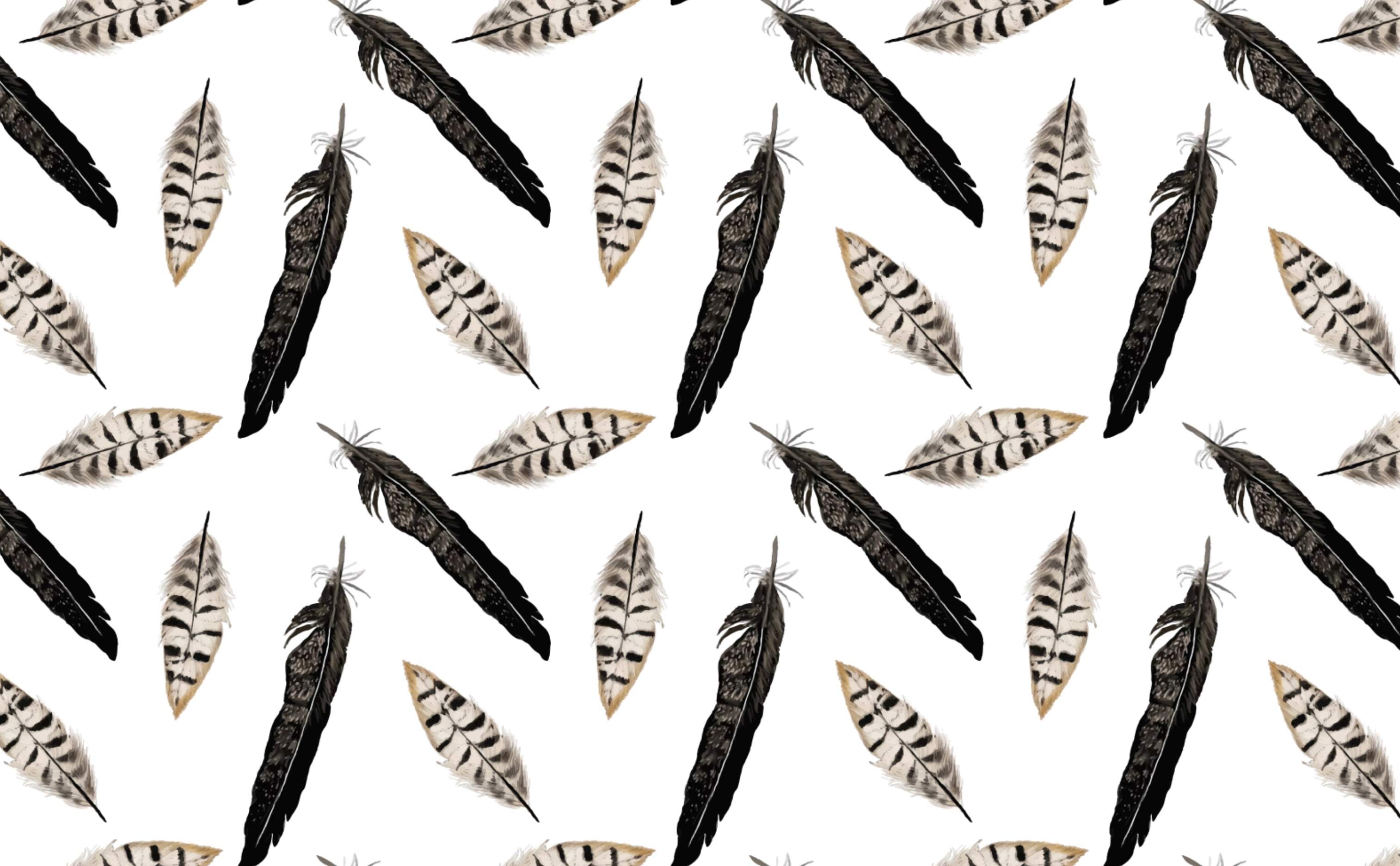 Black and White Feather Wallpapers Top Free Black and White Feather