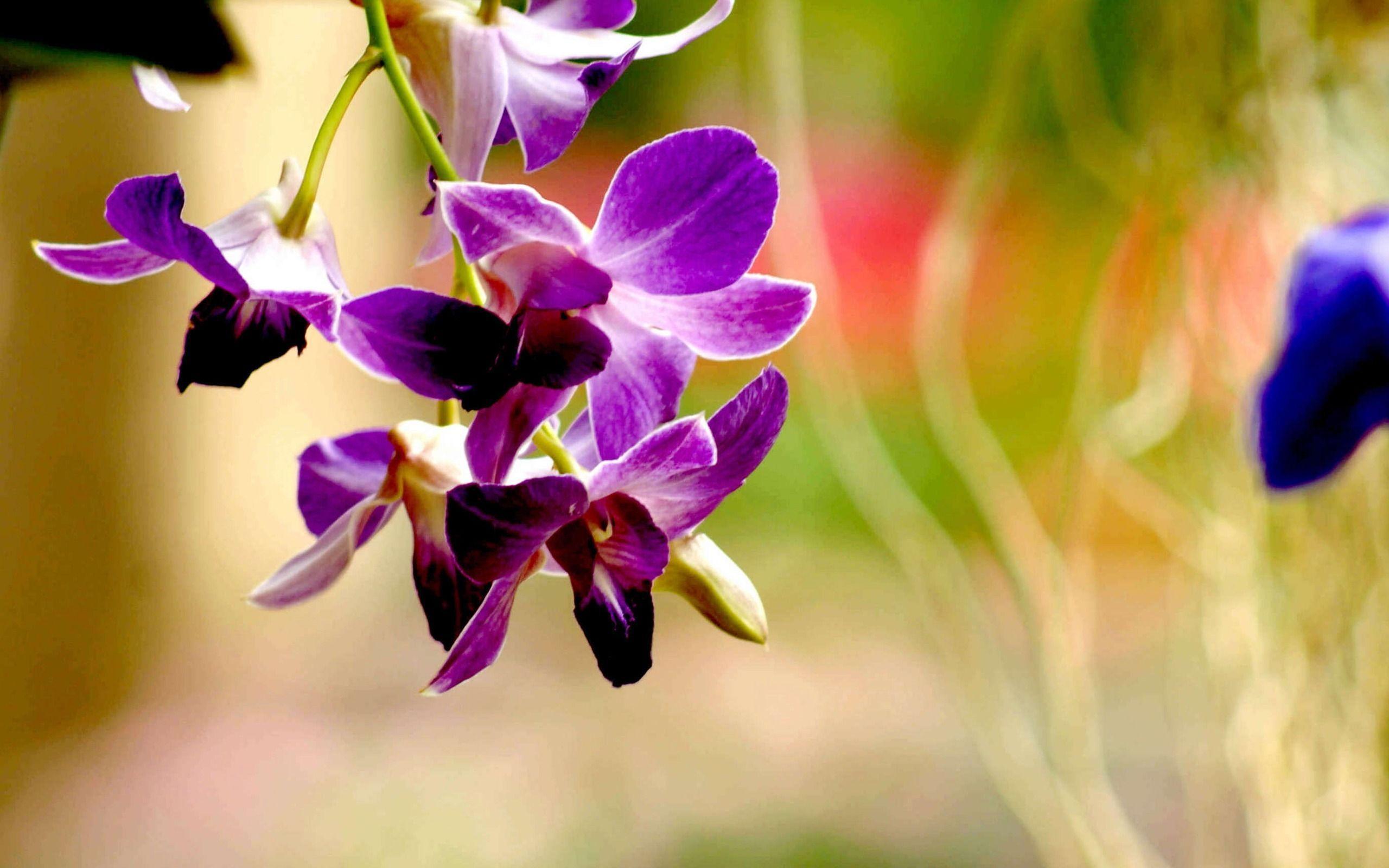 Blue and Purple Orchids Wallpapers Top Free Blue and Purple Orchids