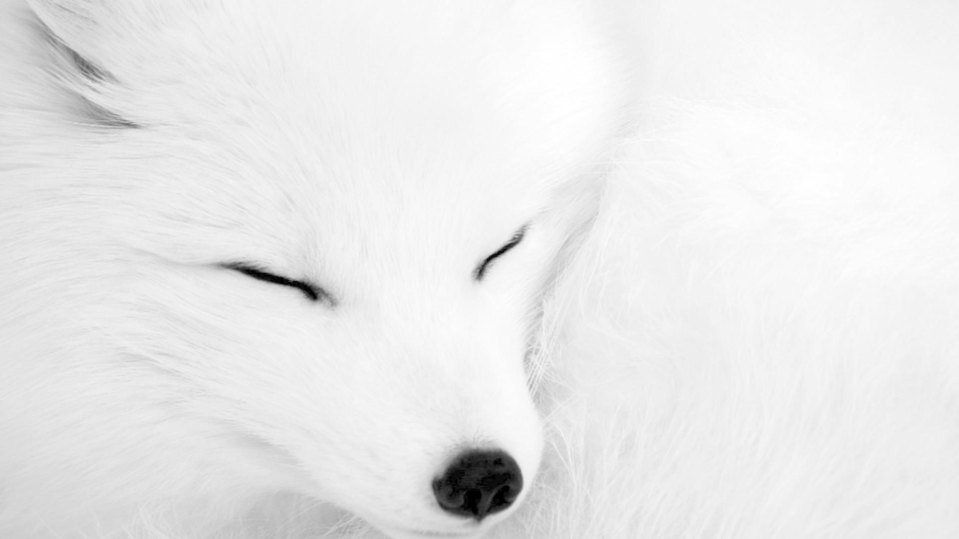 Baby Arctic Fox Wallpapers Top Free Baby Arctic Fox Backgrounds