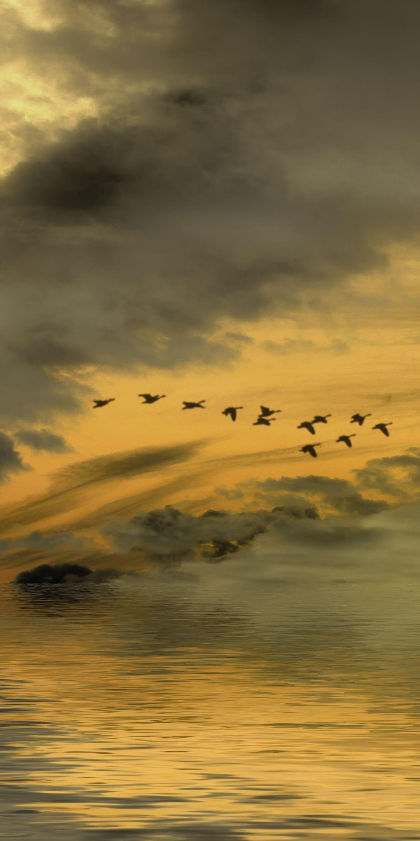 Birds and Clouds Wallpapers Top Free Birds and Clouds Backgrounds