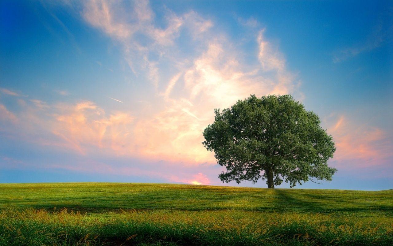 Tree and Sky Wallpapers Top Free Tree and Sky Backgrounds