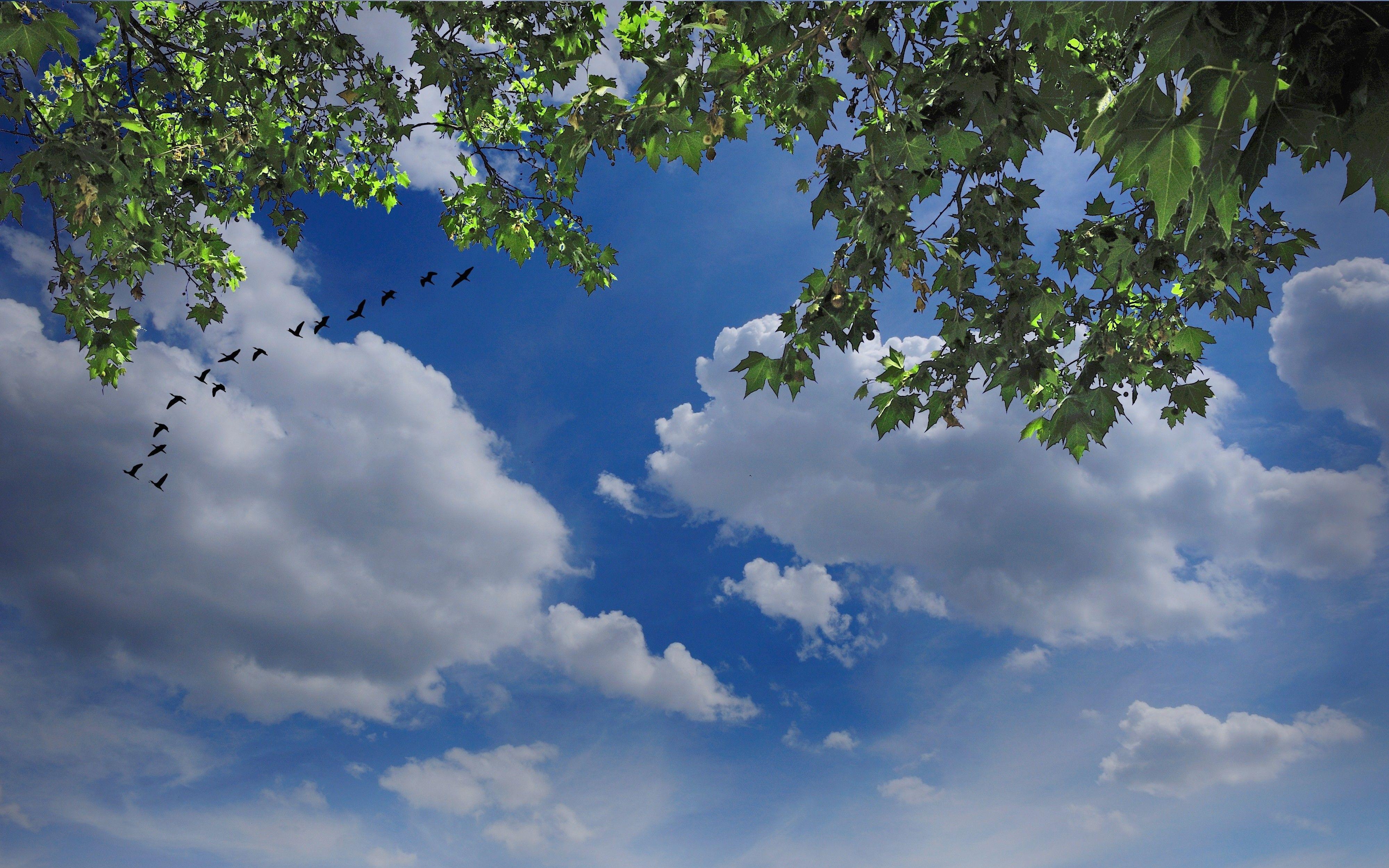 Birds and Clouds Wallpapers Top Free Birds and Clouds Backgrounds