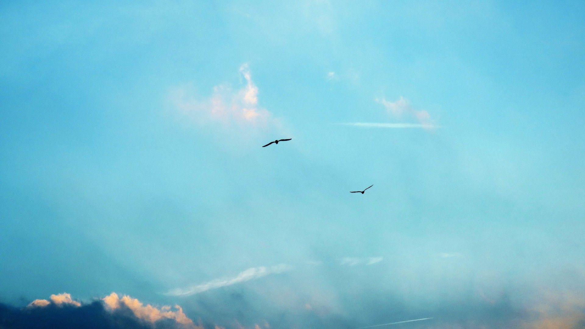 Birds and Clouds Wallpapers Top Free Birds and Clouds Backgrounds