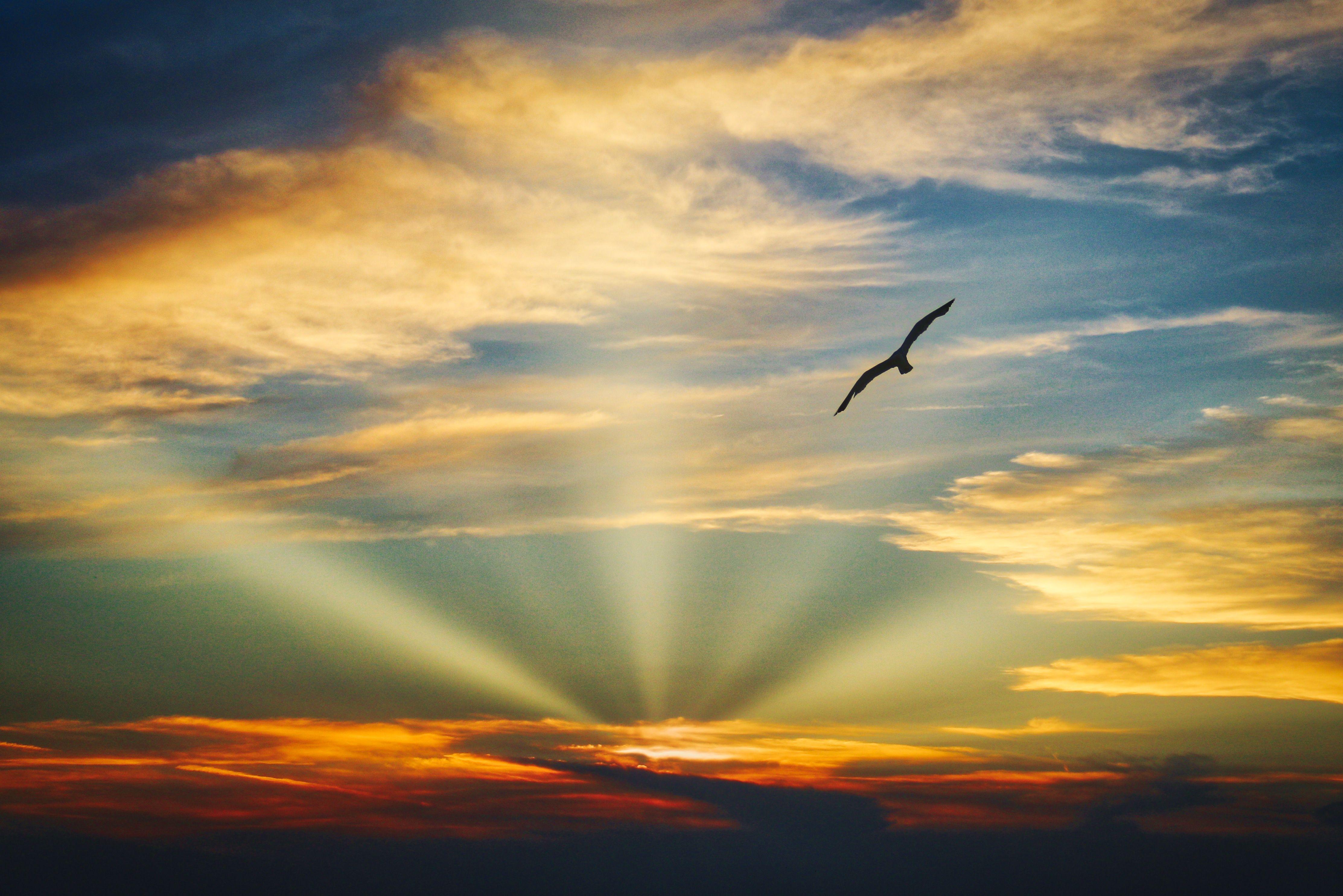 Birds and Clouds Wallpapers Top Free Birds and Clouds Backgrounds