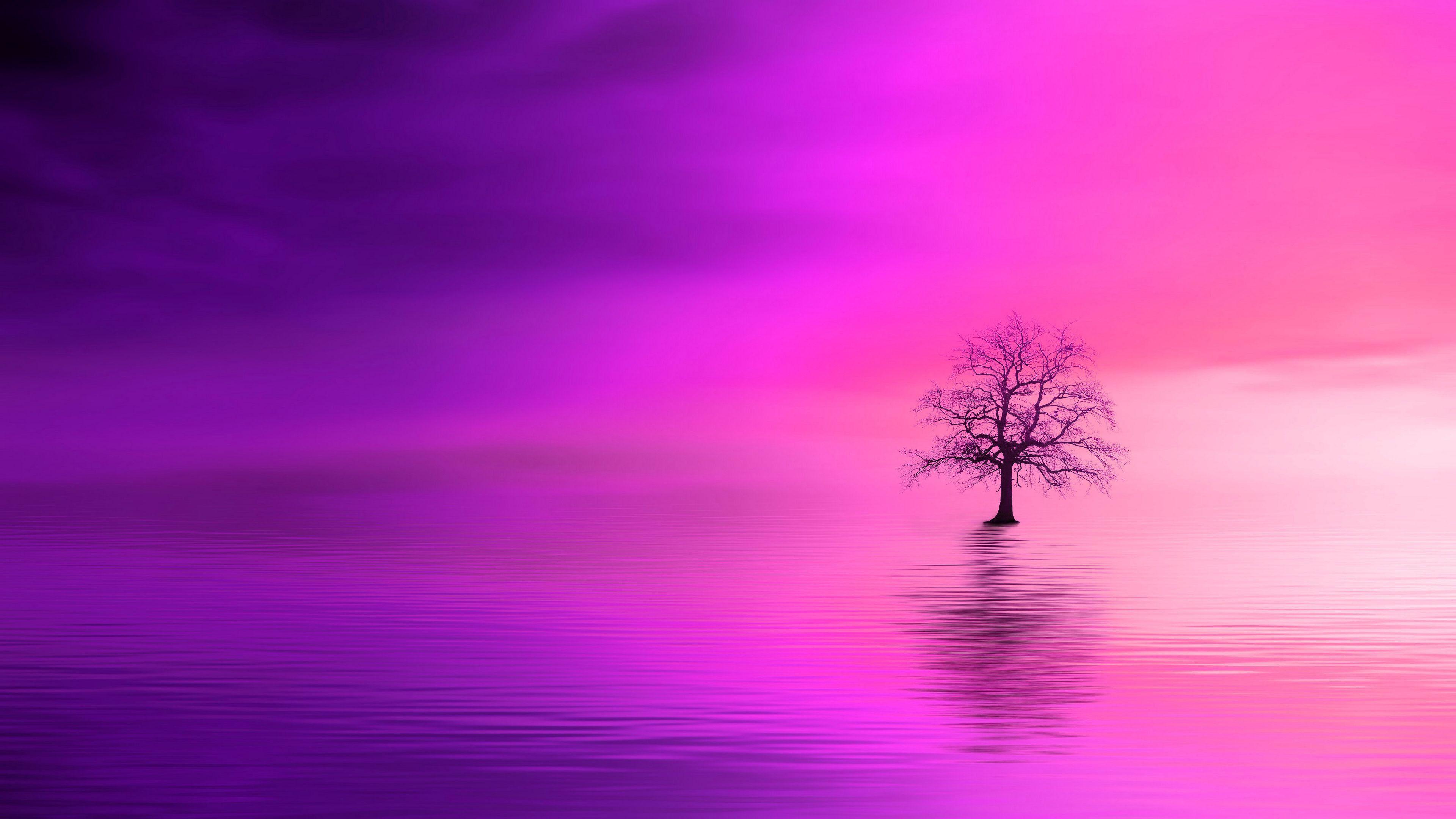 4K Purple Tree Wallpapers Top Free 4K Purple Tree Backgrounds