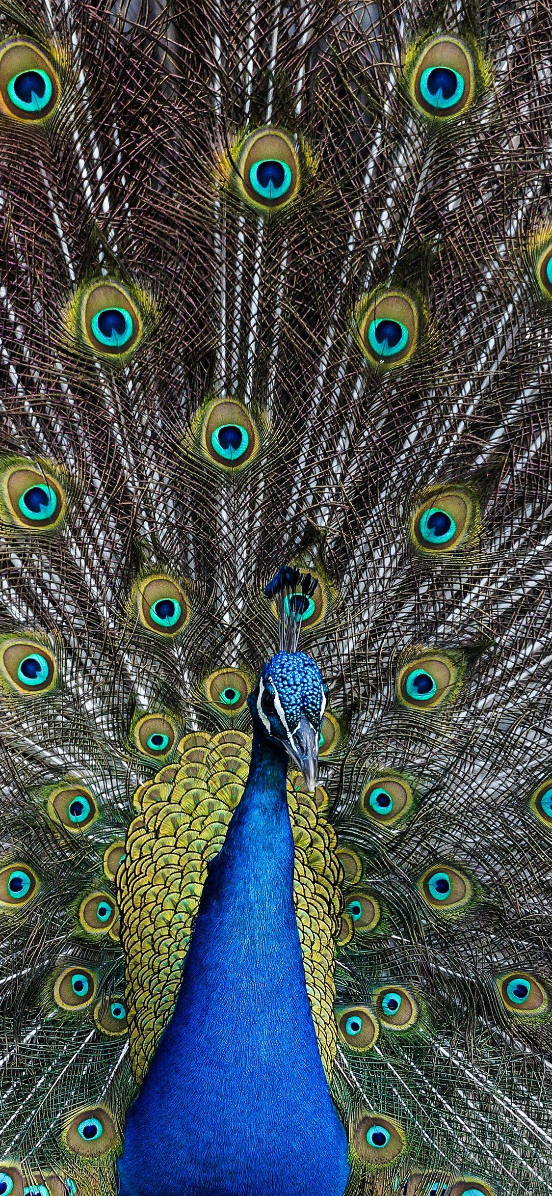 Peacock iPhone Wallpapers Top Free Peacock iPhone Backgrounds