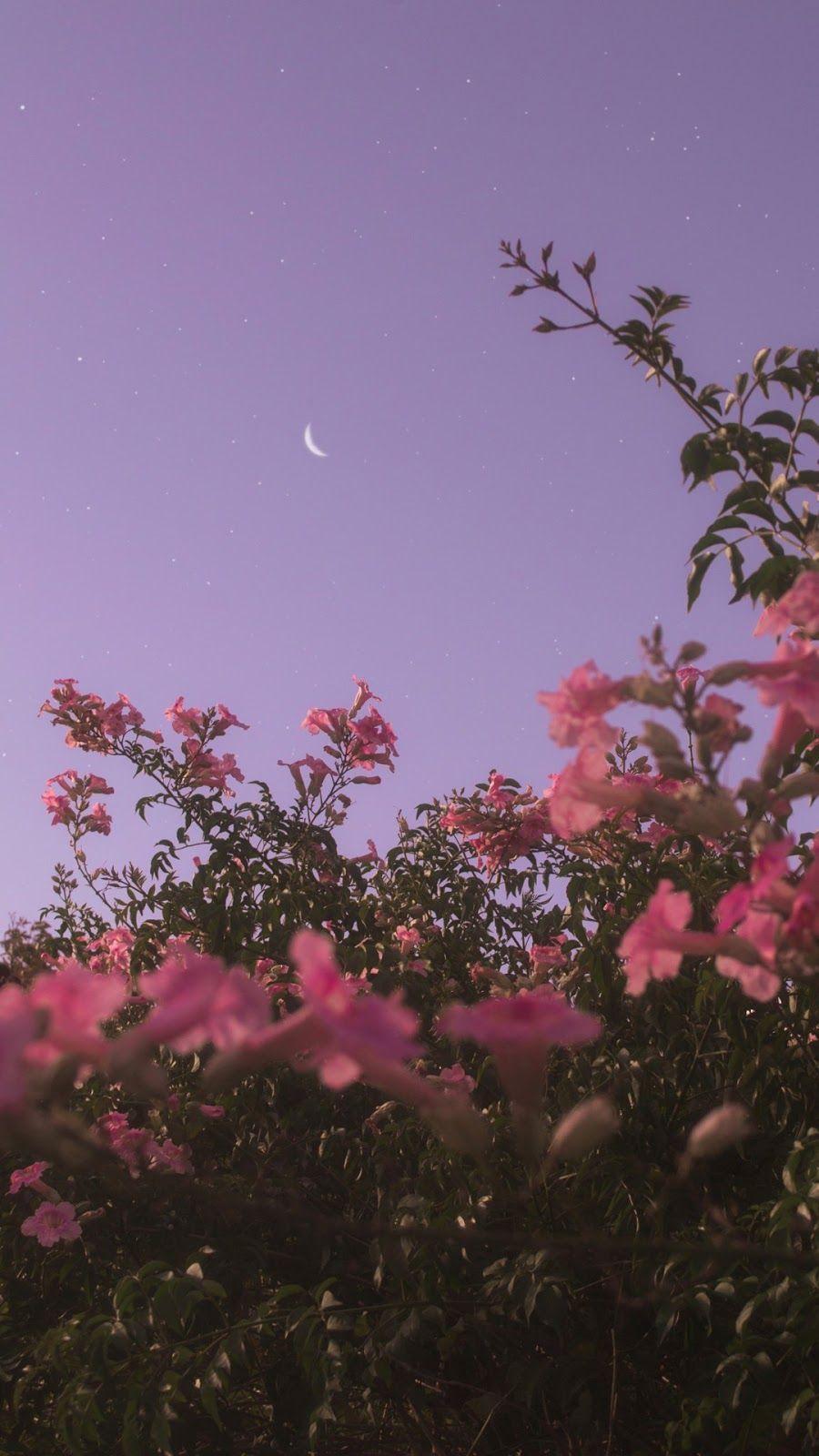Flowers and Moon Wallpapers Top Free Flowers and Moon Backgrounds