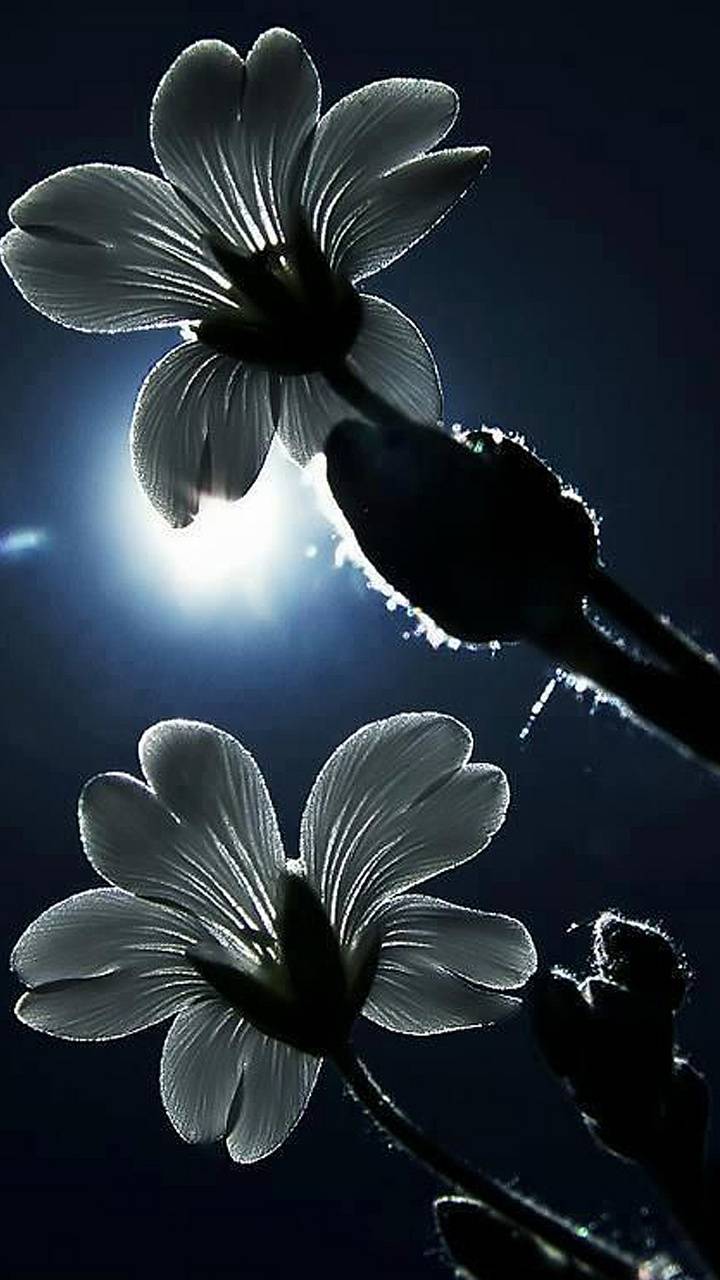 Flowers and Moon Wallpapers Top Free Flowers and Moon Backgrounds WallpaperAccess