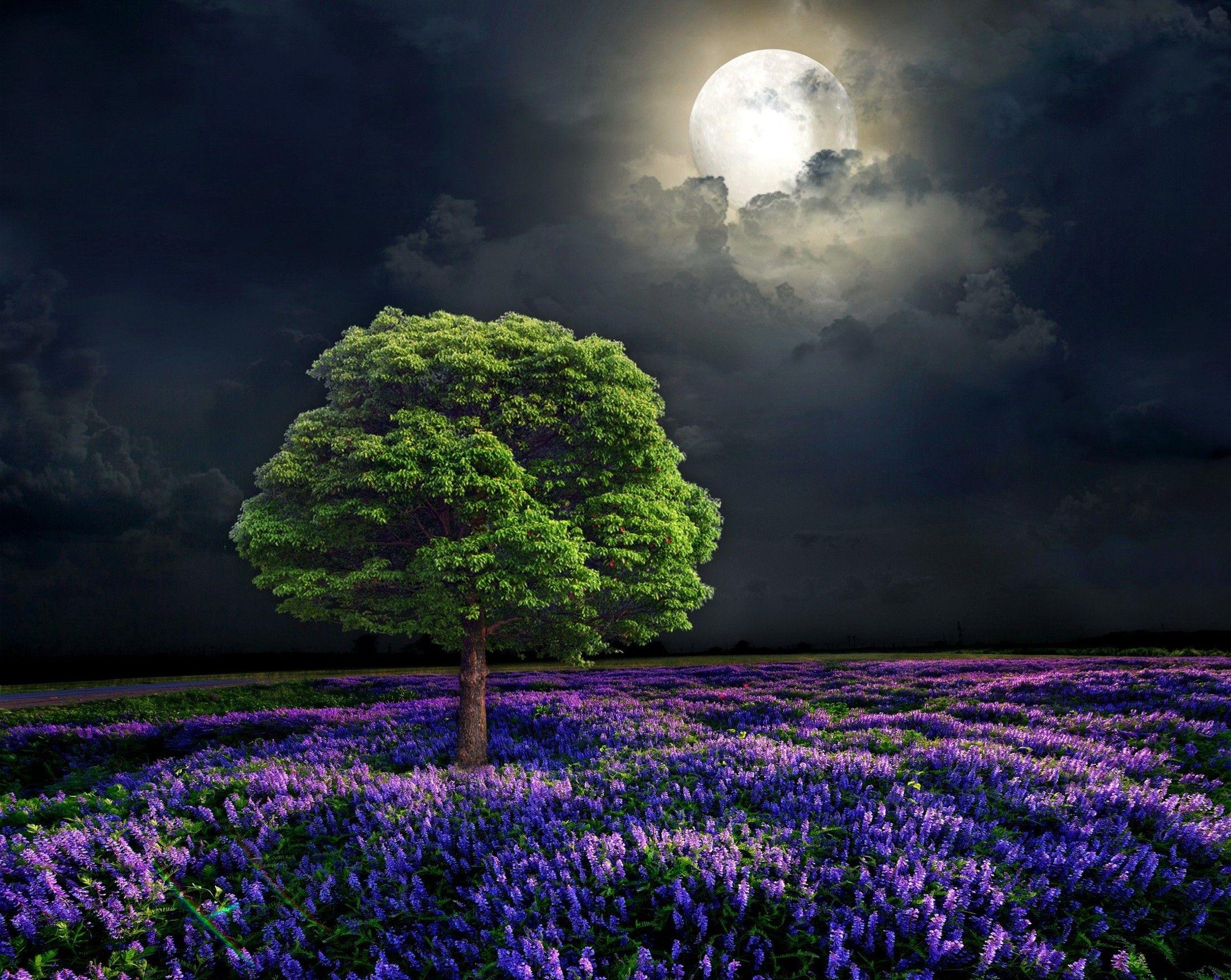 Flowers and Moon Wallpapers Top Free Flowers and Moon Backgrounds