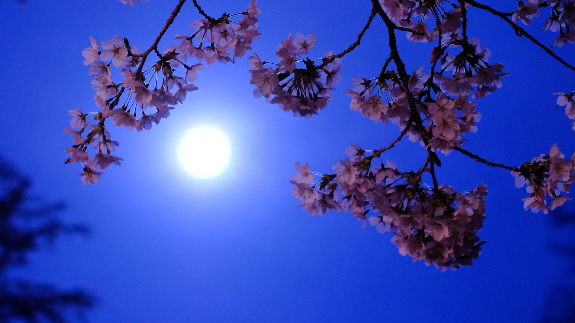Flowers and Moon Wallpapers Top Free Flowers and Moon Backgrounds WallpaperAccess
