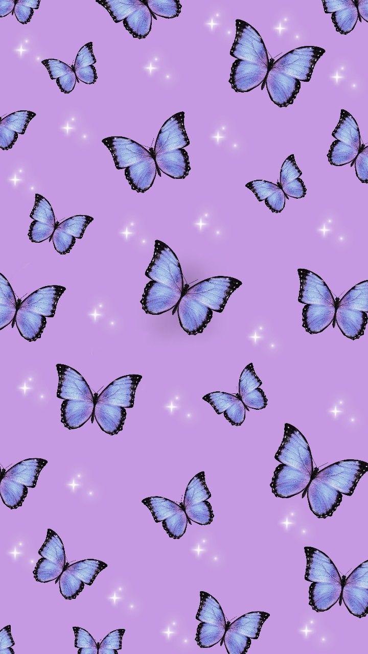 Blue and Purple Butterfly Wallpapers Top Free Blue and Purple
