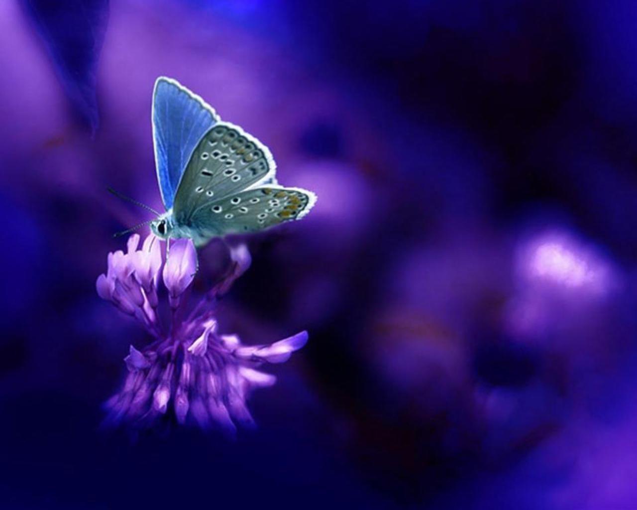Blue and Purple Butterfly Wallpapers Top Free Blue and Purple