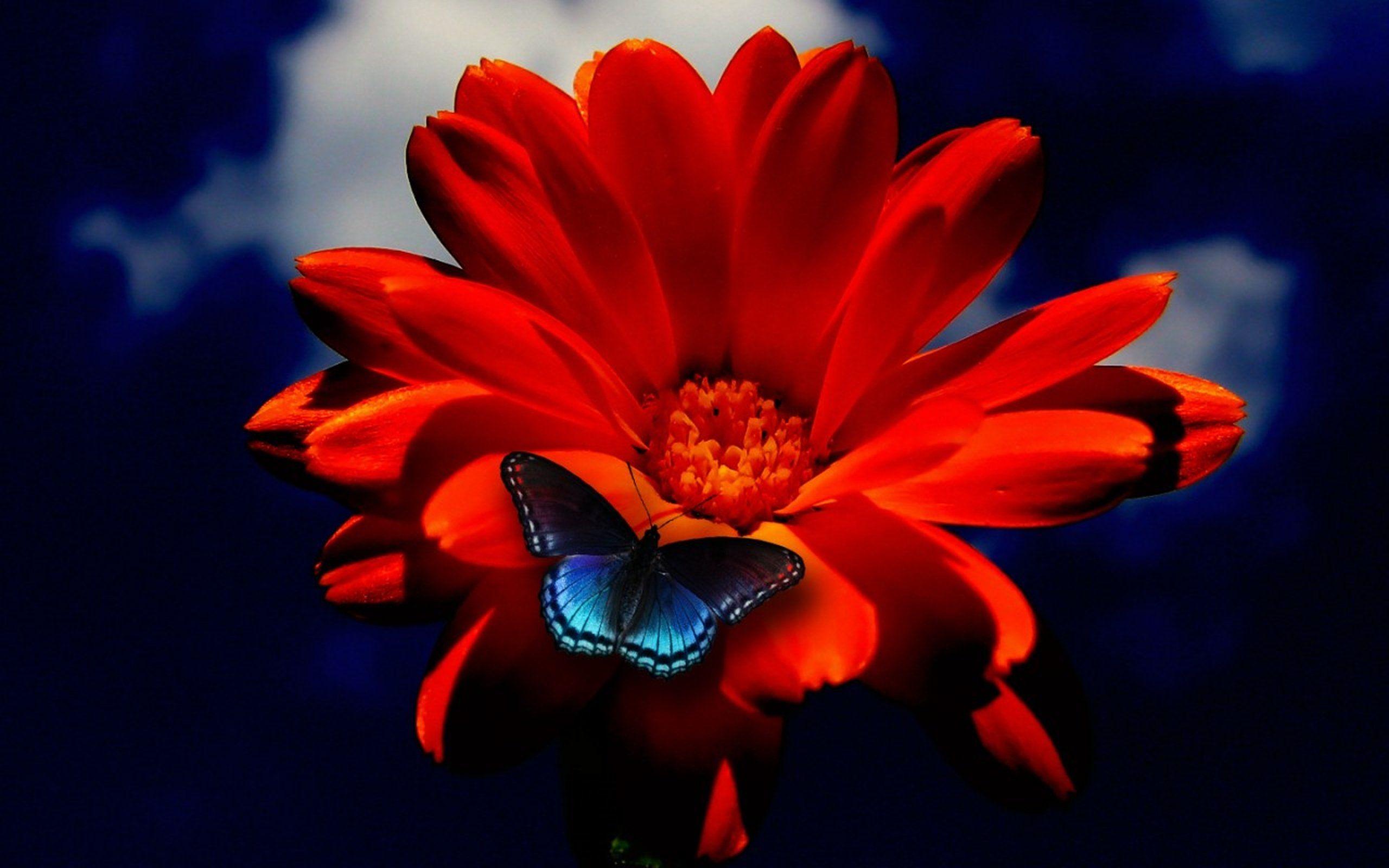 Red and Blue Flower Wallpapers Top Free Red and Blue Flower