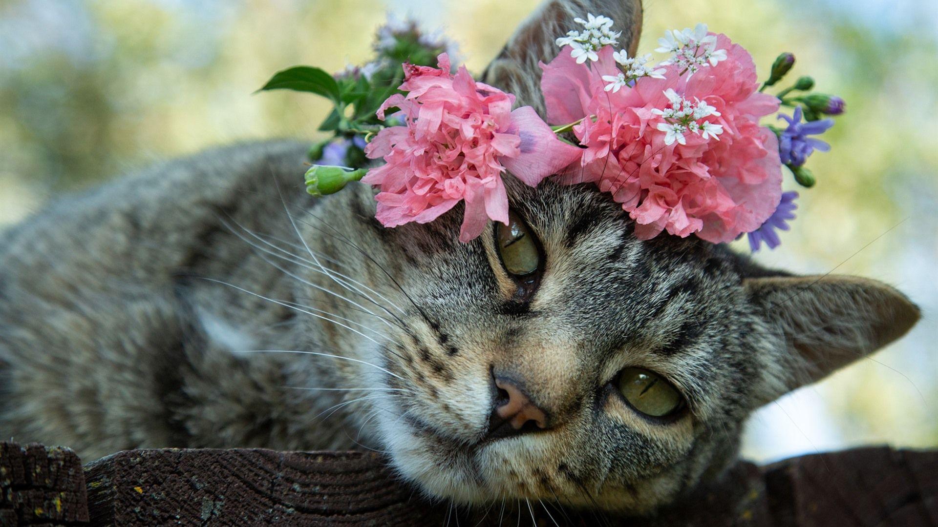 Cat and Flower Wallpapers Top Free Cat and Flower Backgrounds