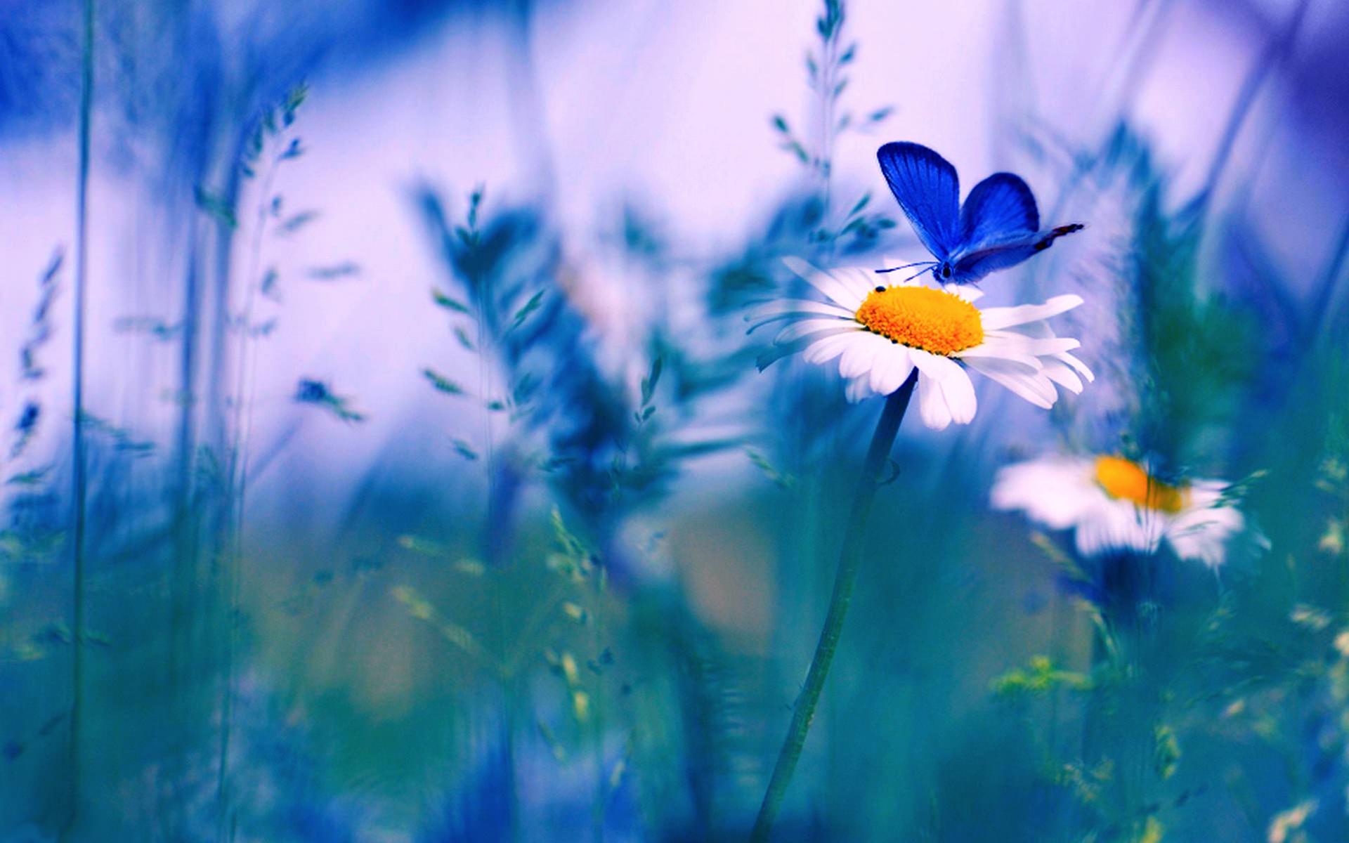 Blue Flower and Butterfly Wallpapers Top Free Blue Flower and