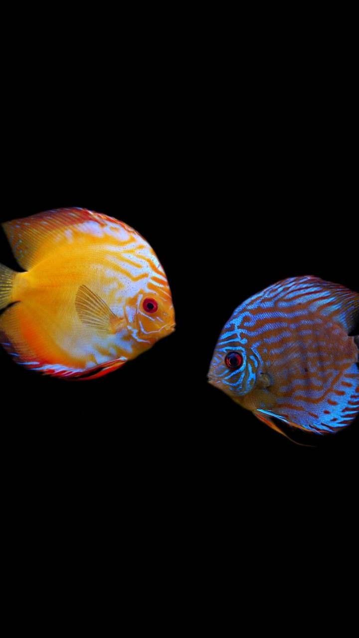 Discus Fish Wallpapers Top Free Discus Fish Backgrounds WallpaperAccess