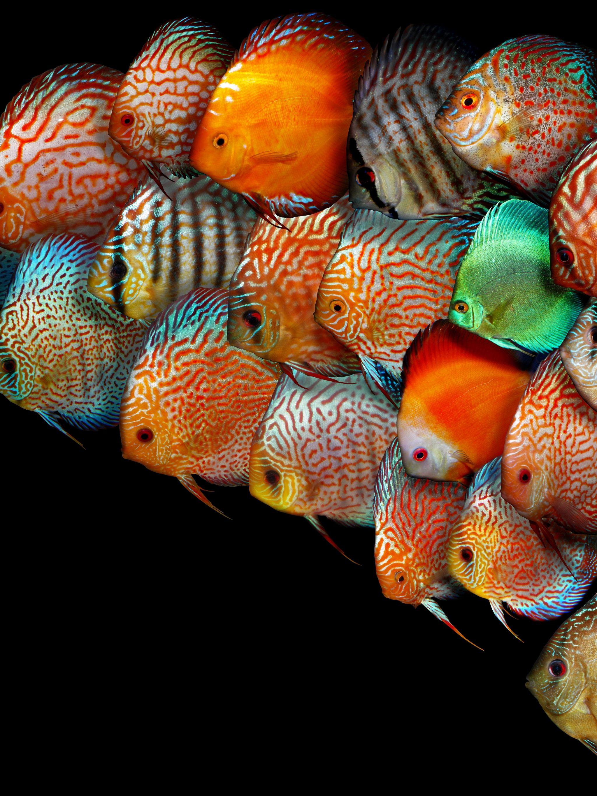 Discus Fish Wallpapers Top Free Discus Fish Backgrounds WallpaperAccess