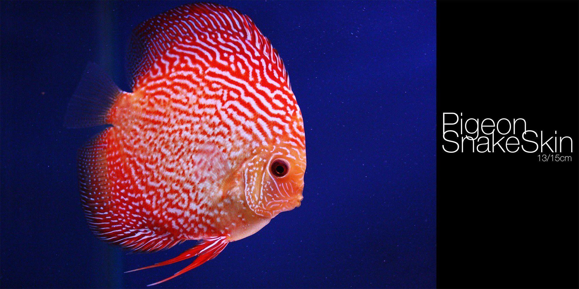 Discus Fish Wallpapers Top Free Discus Fish Backgrounds WallpaperAccess