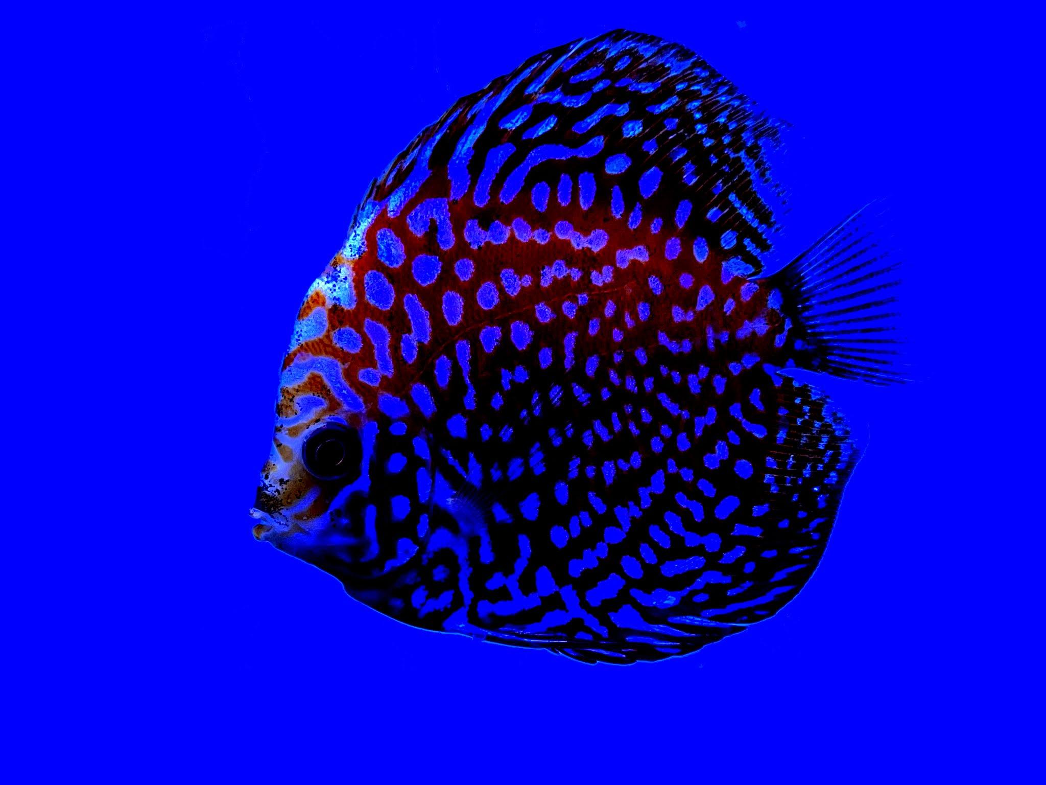 Discus Fish Wallpapers Top Free Discus Fish Backgrounds WallpaperAccess