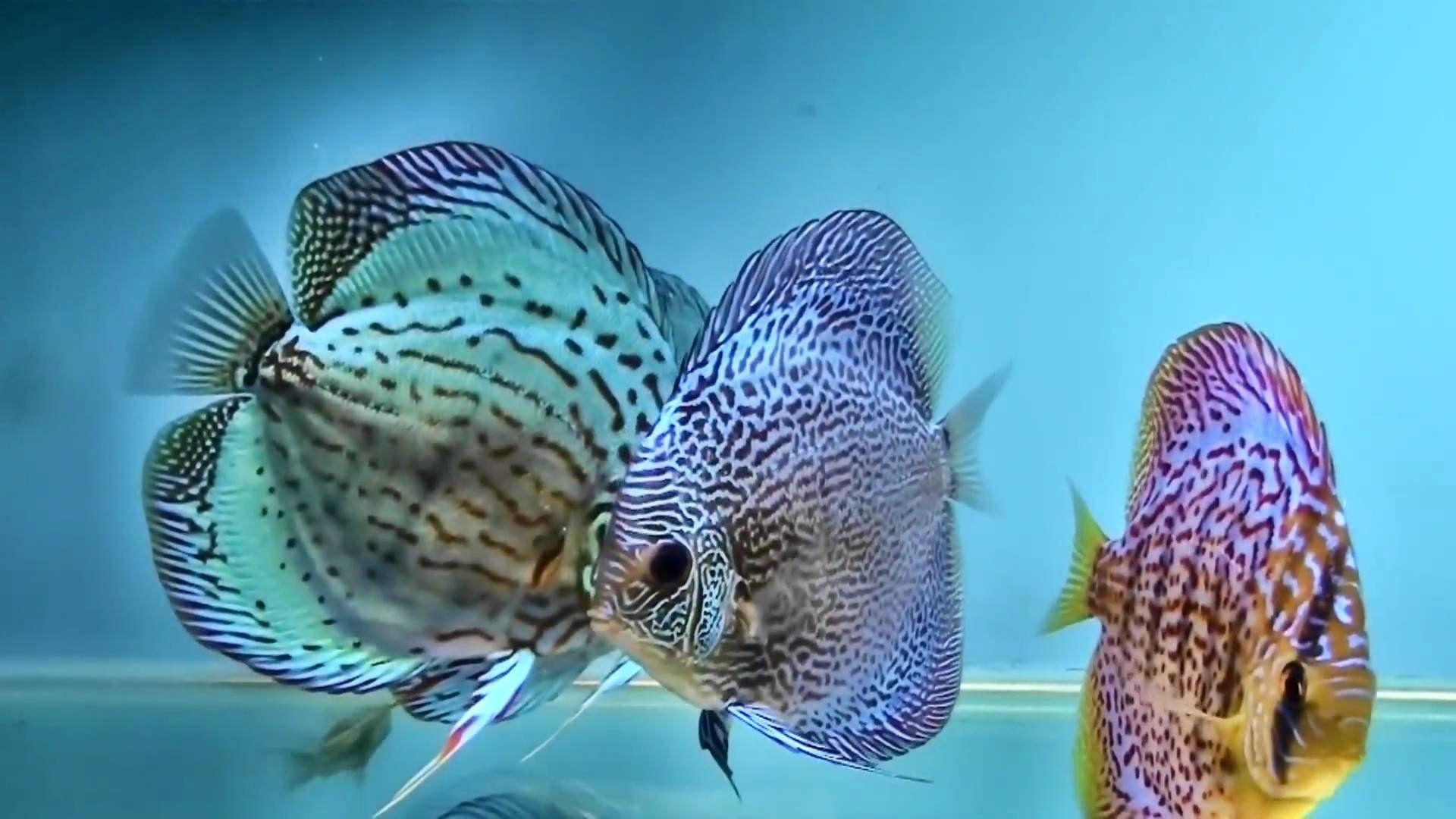 Discus Fish Wallpapers Top Free Discus Fish Backgrounds WallpaperAccess