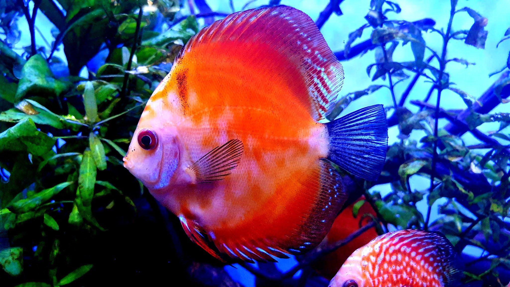 Discus Fish Wallpapers Top Free Discus Fish Backgrounds WallpaperAccess