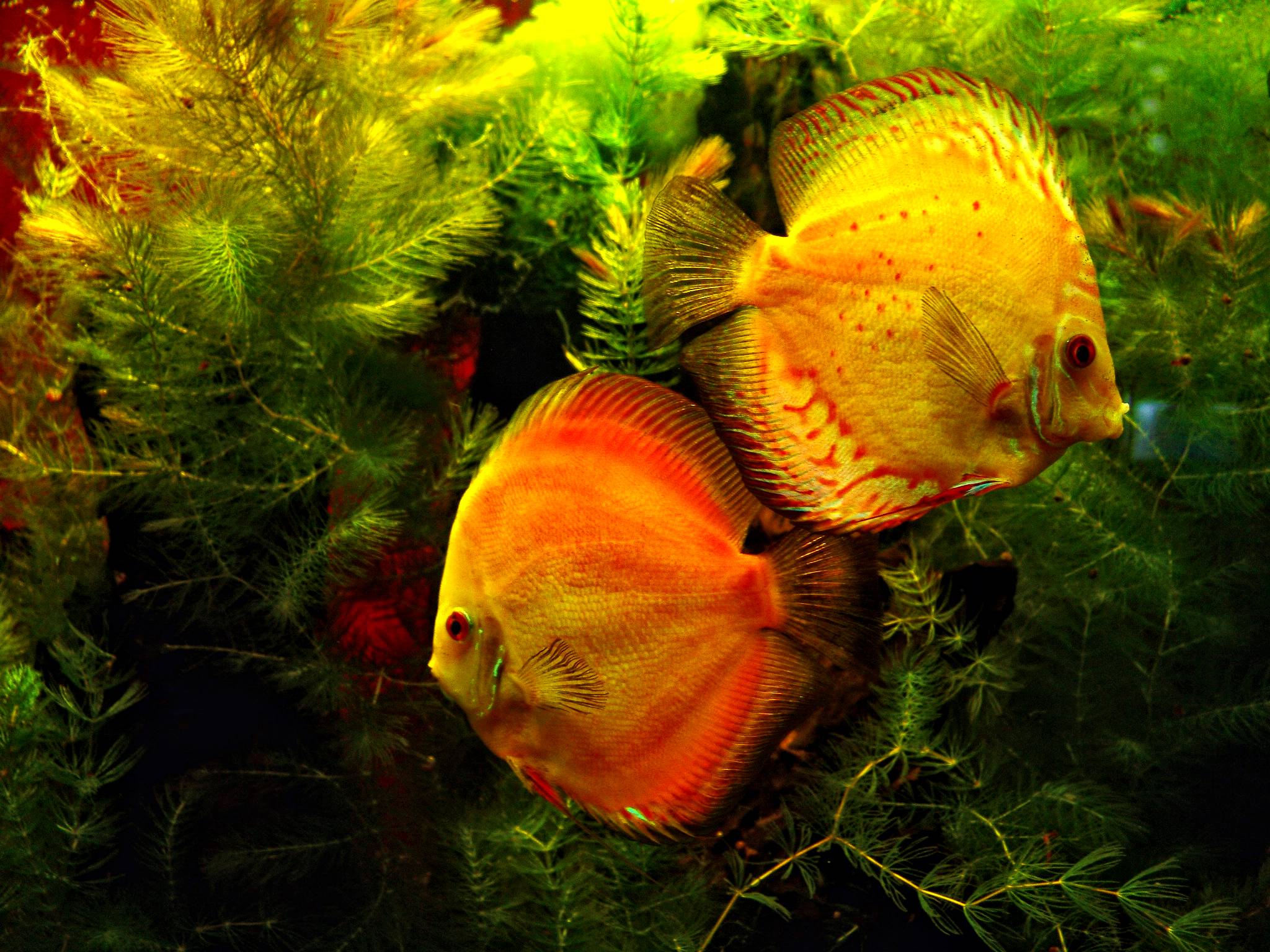 Discus Fish Wallpapers Top Free Discus Fish Backgrounds WallpaperAccess