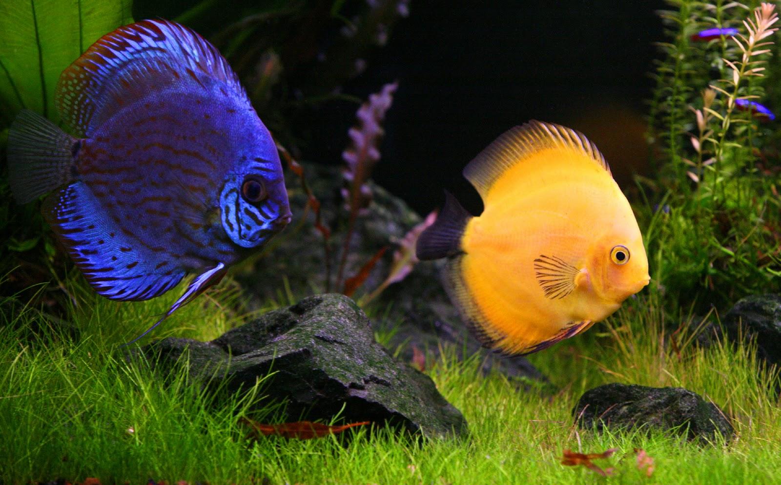 Discus Fish Wallpapers Top Free Discus Fish Backgrounds WallpaperAccess