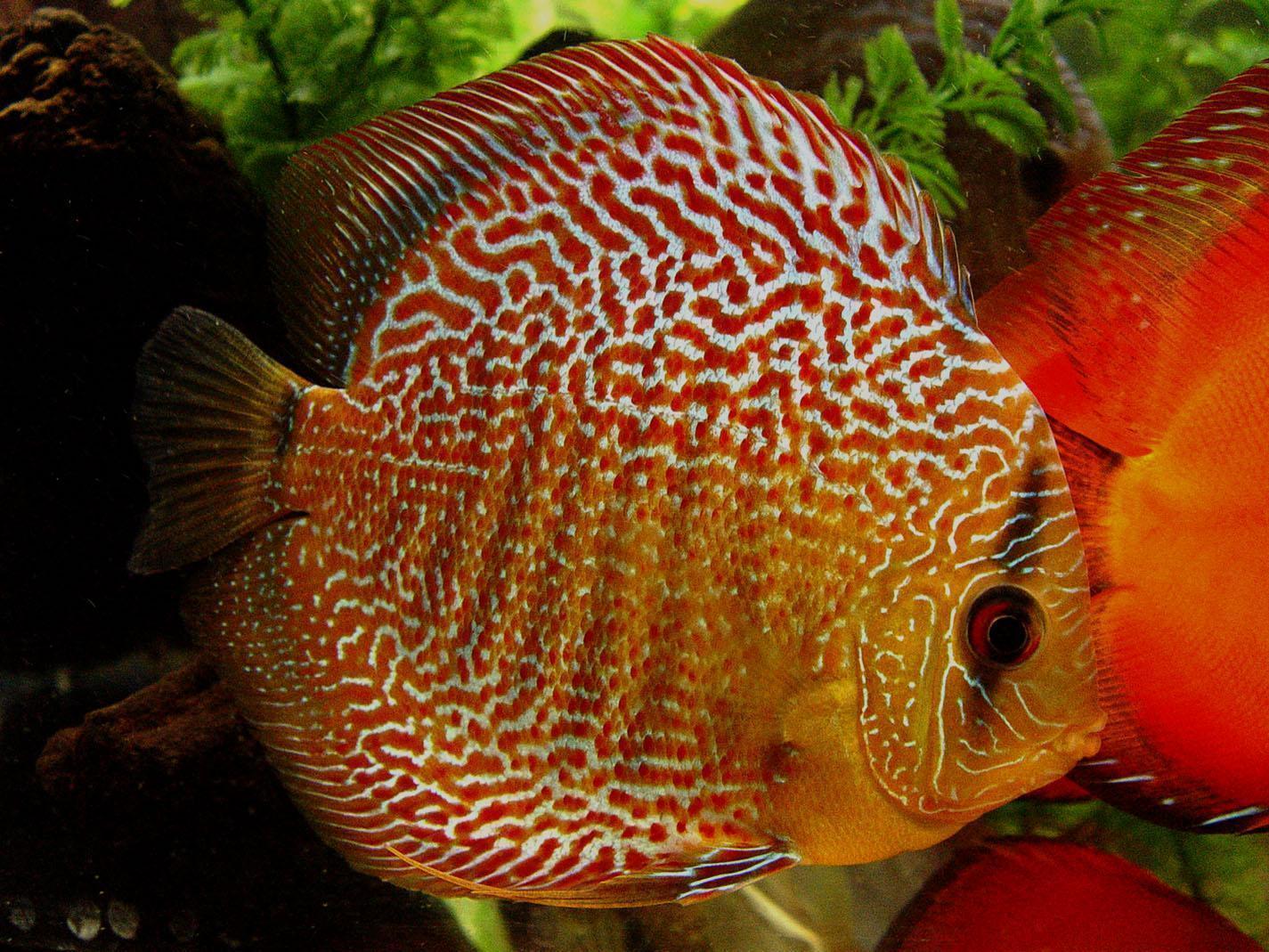 Discus Fish Wallpapers Top Free Discus Fish Backgrounds WallpaperAccess