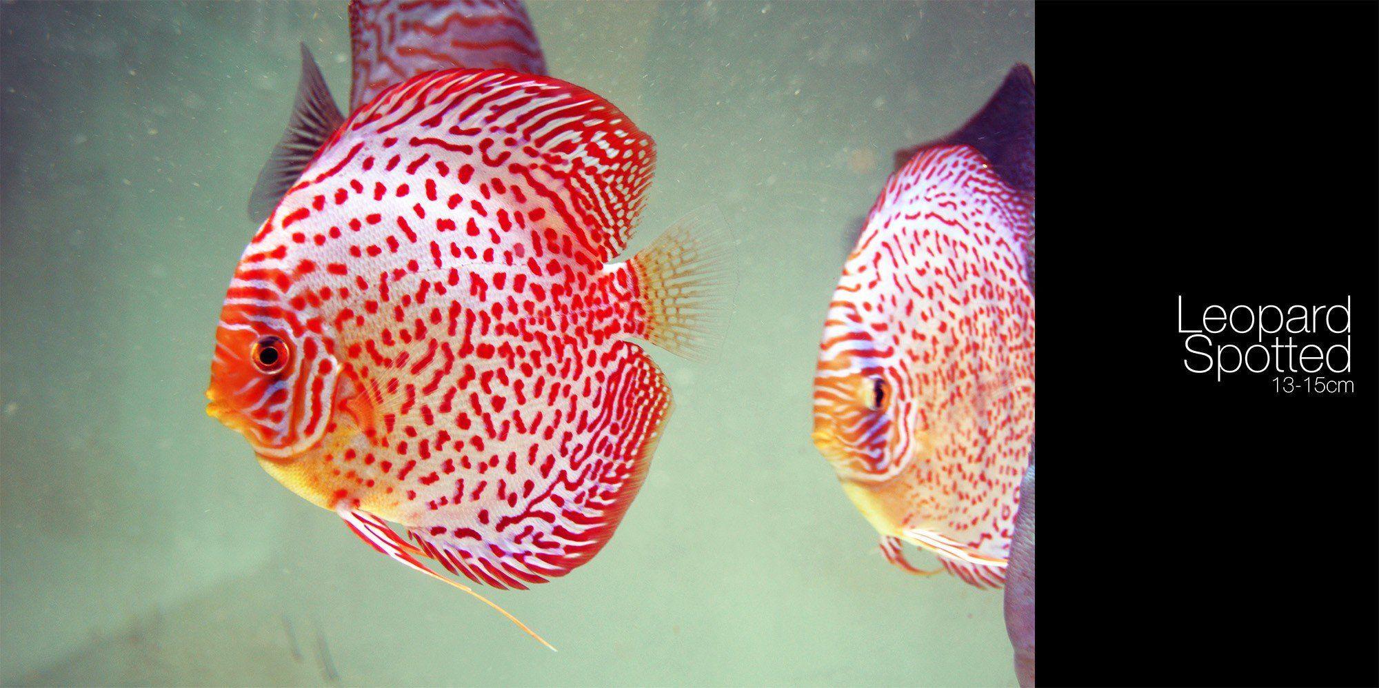Discus Fish Wallpapers Top Free Discus Fish Backgrounds WallpaperAccess
