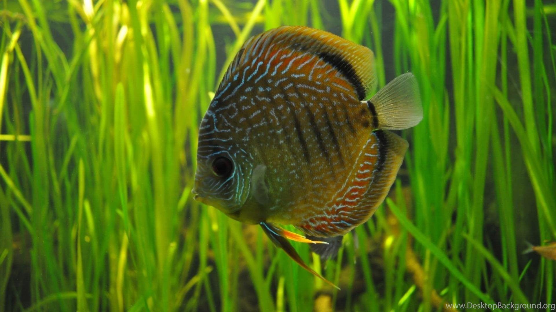 Discus Fish Wallpapers Top Free Discus Fish Backgrounds WallpaperAccess