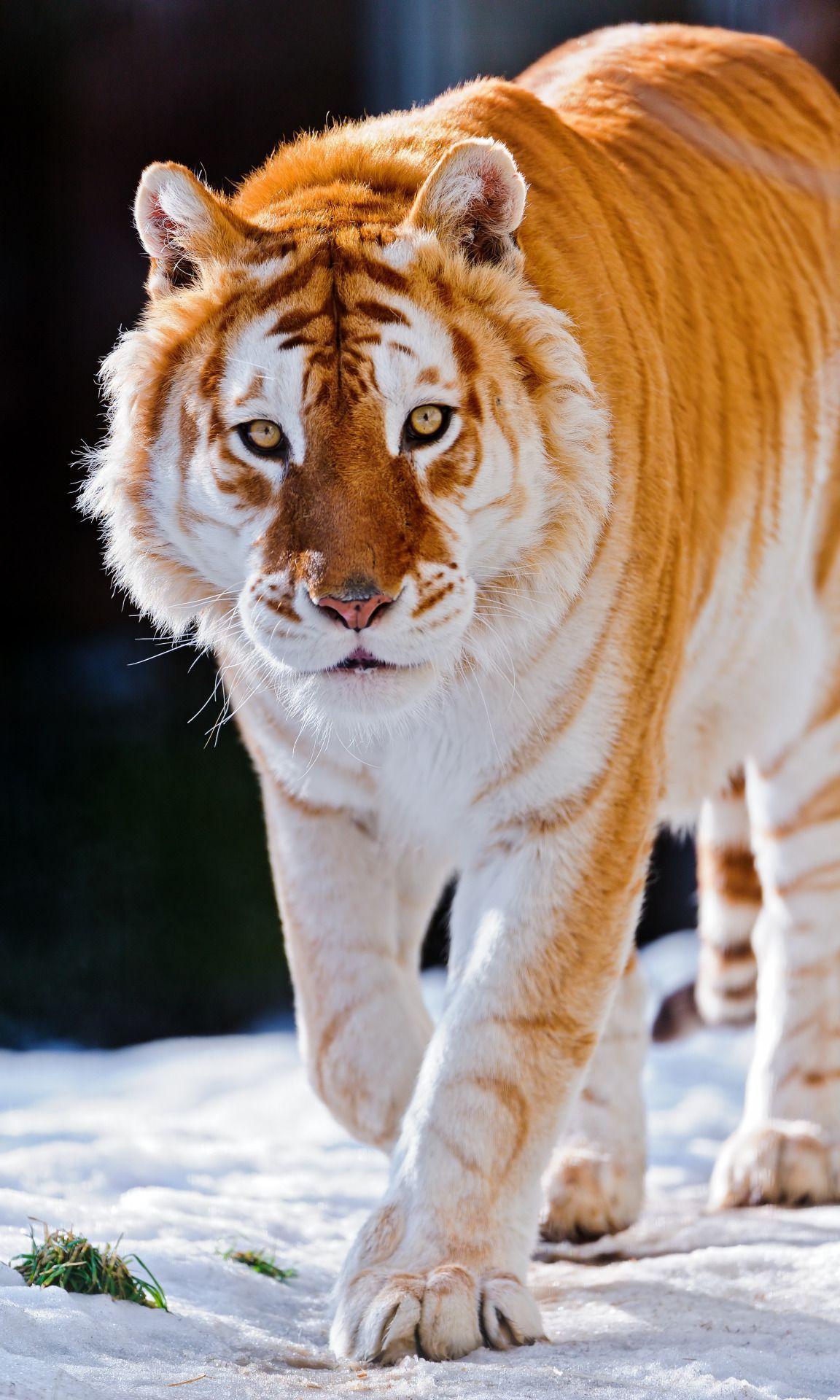 Golden Tiger Wallpapers Top Free Golden Tiger Backgrounds