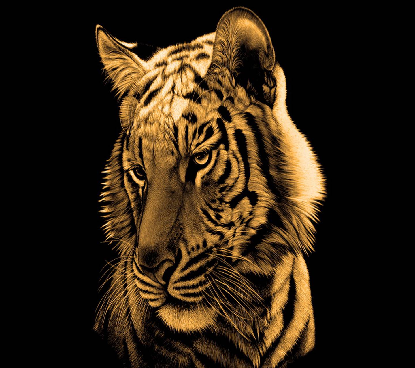 Golden Tiger Wallpapers Top Free Golden Tiger Backgrounds