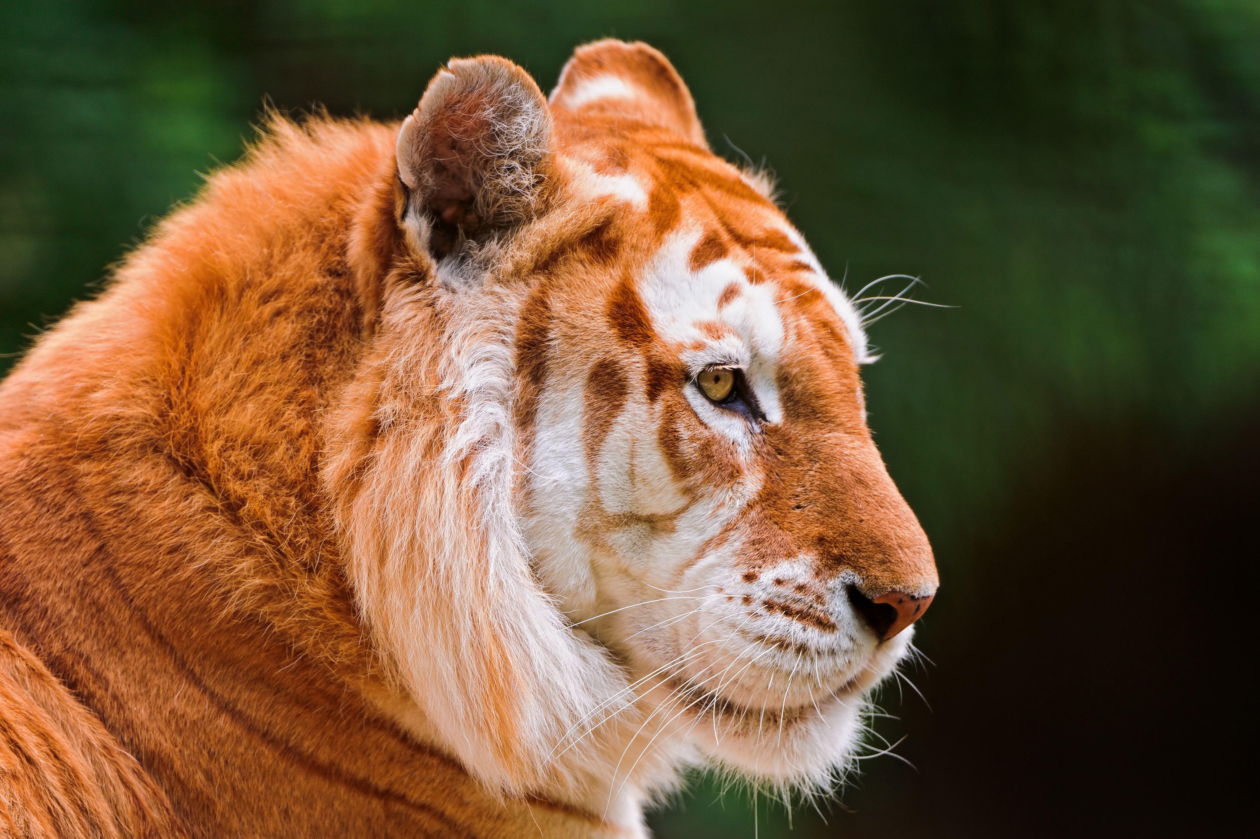Golden Tiger Wallpapers Top Free Golden Tiger Backgrounds