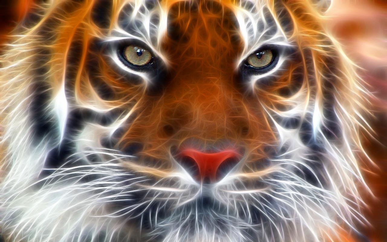 Golden Tiger Wallpapers Top Free Golden Tiger Backgrounds