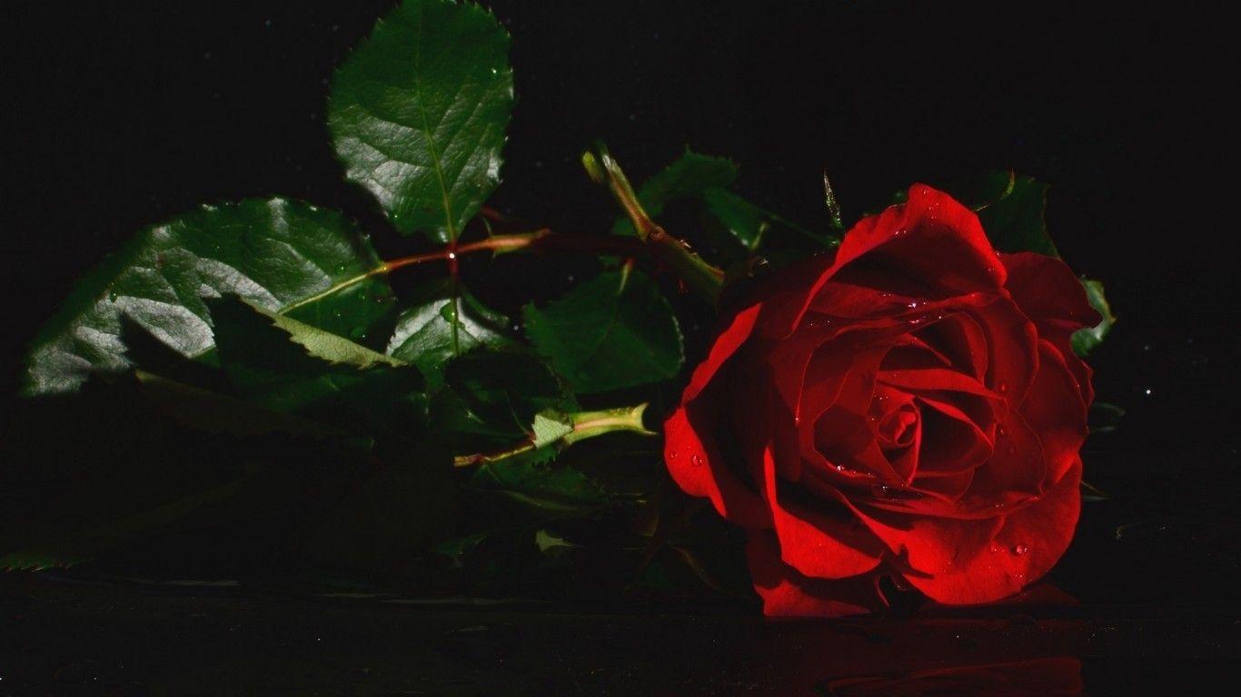 Red Rose Laptop Wallpapers Top Free Red Rose Laptop Backgrounds