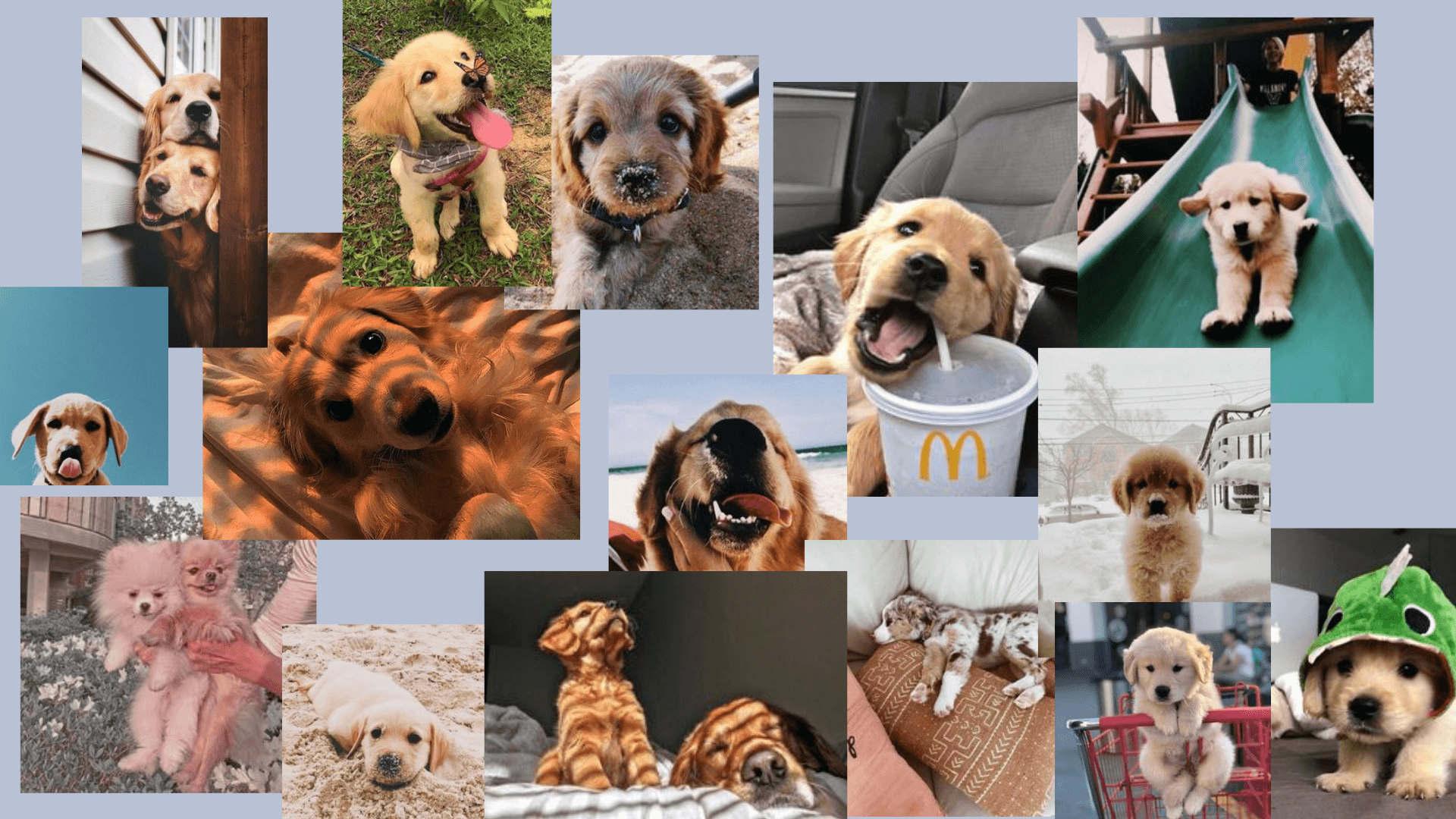 Aesthetic Dogs Wallpapers Top Free Aesthetic Dogs Backgrounds