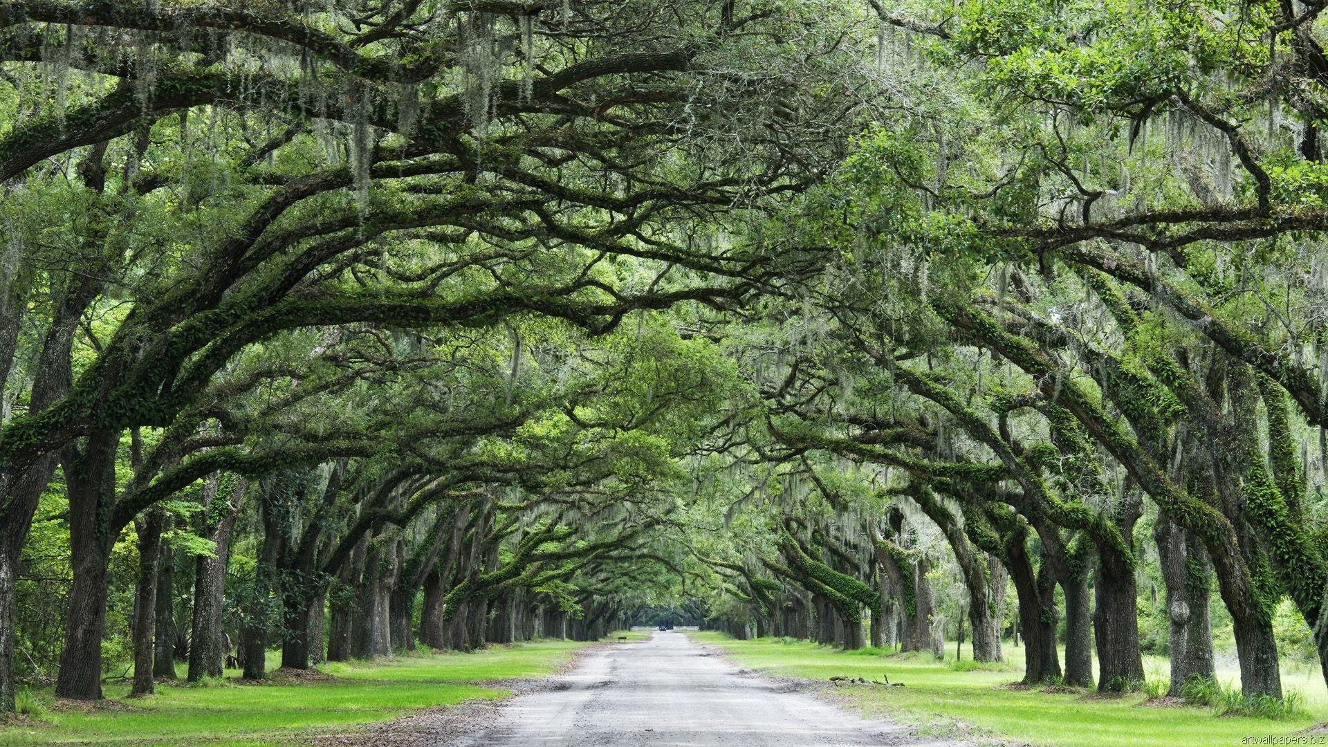 Savannah Georgia Wallpapers Top Free Savannah Georgia Backgrounds
