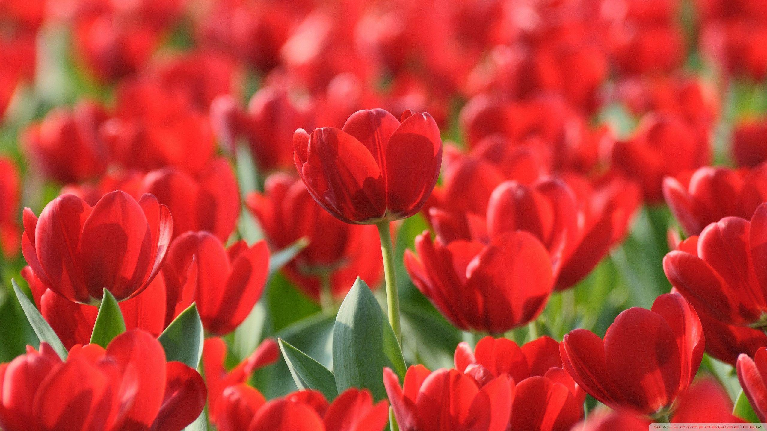 Red Tulip Wallpapers Top Free Red Tulip Backgrounds WallpaperAccess