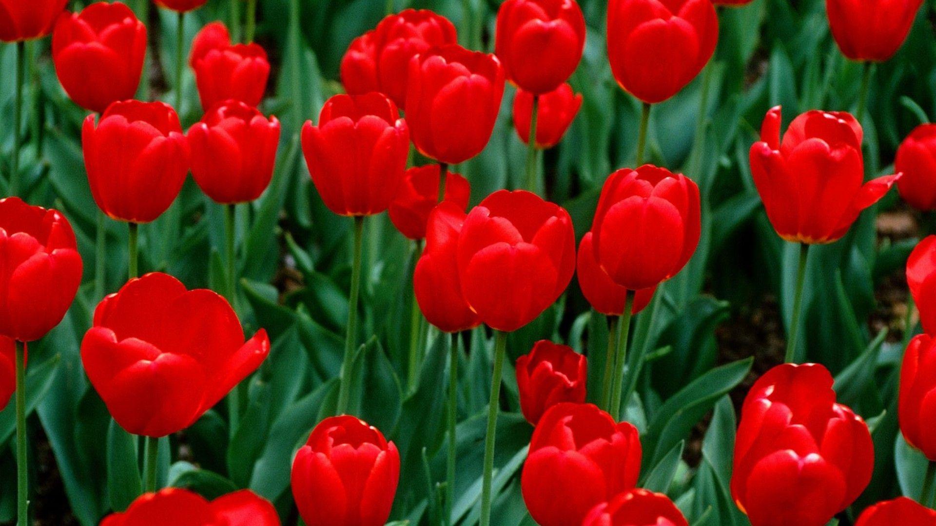 Red Tulips Wallpapers Top Free Red Tulips Backgrounds WallpaperAccess