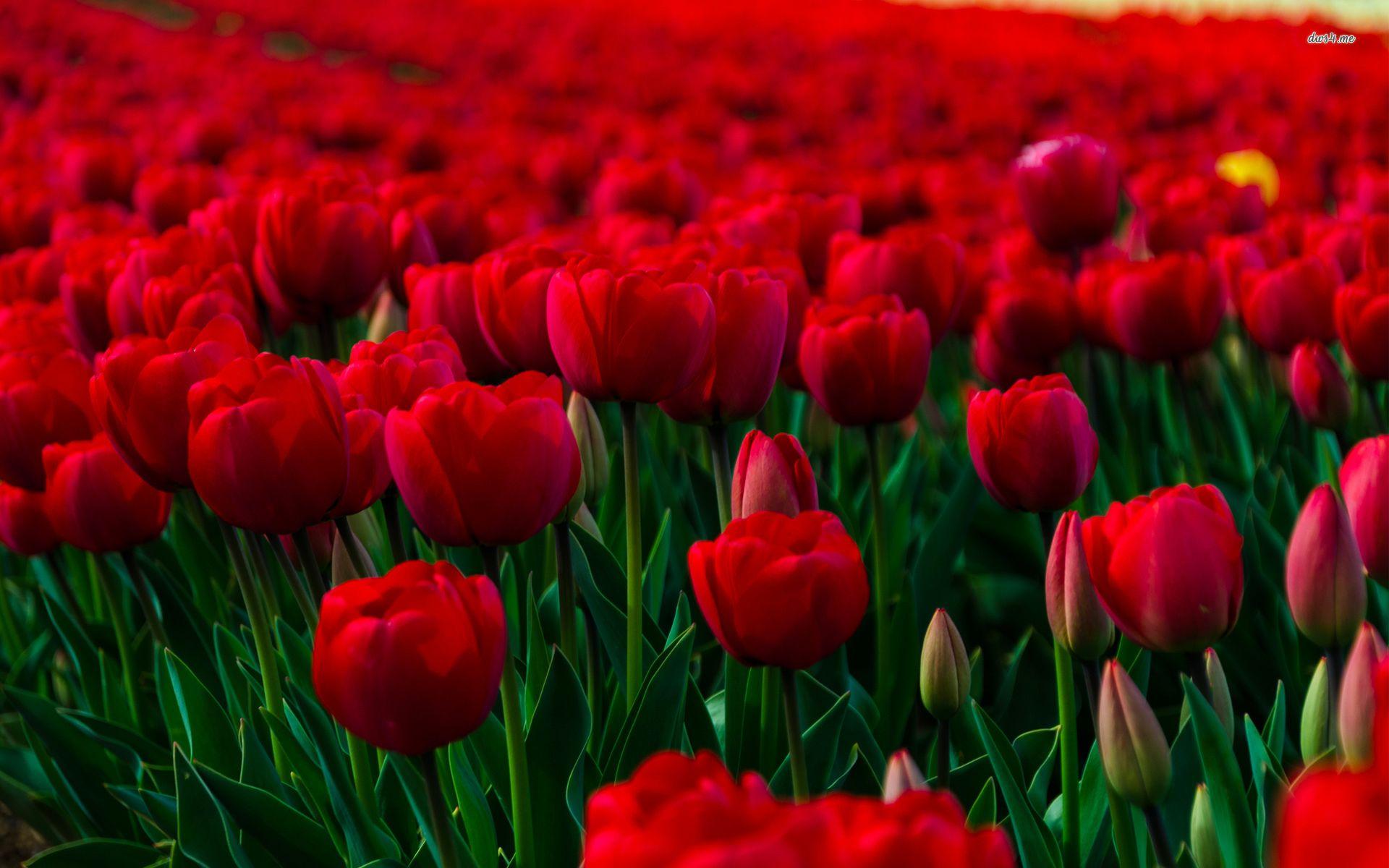 Red Tulip Wallpapers Top Free Red Tulip Backgrounds WallpaperAccess